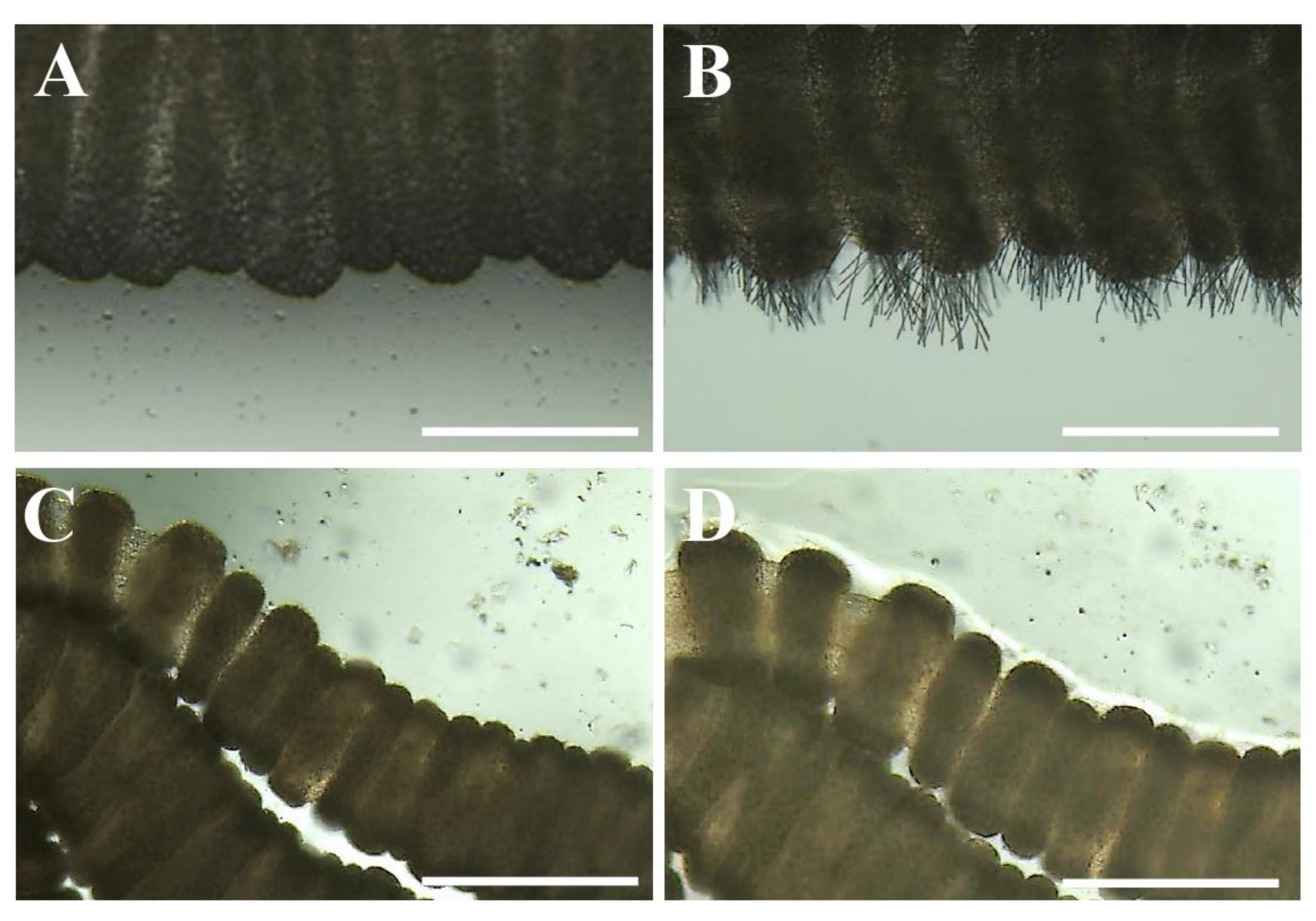 Toxins 13 00509 g003 550