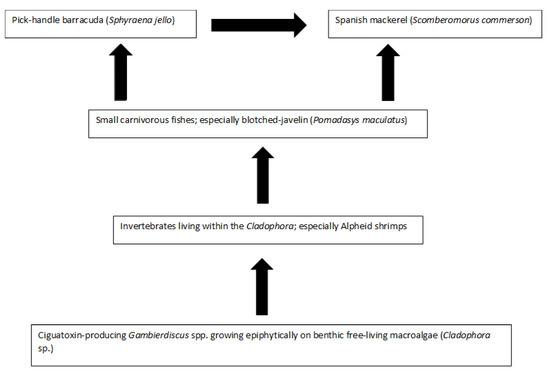 Critical Review and Conceptual and Quantitative Models for the 