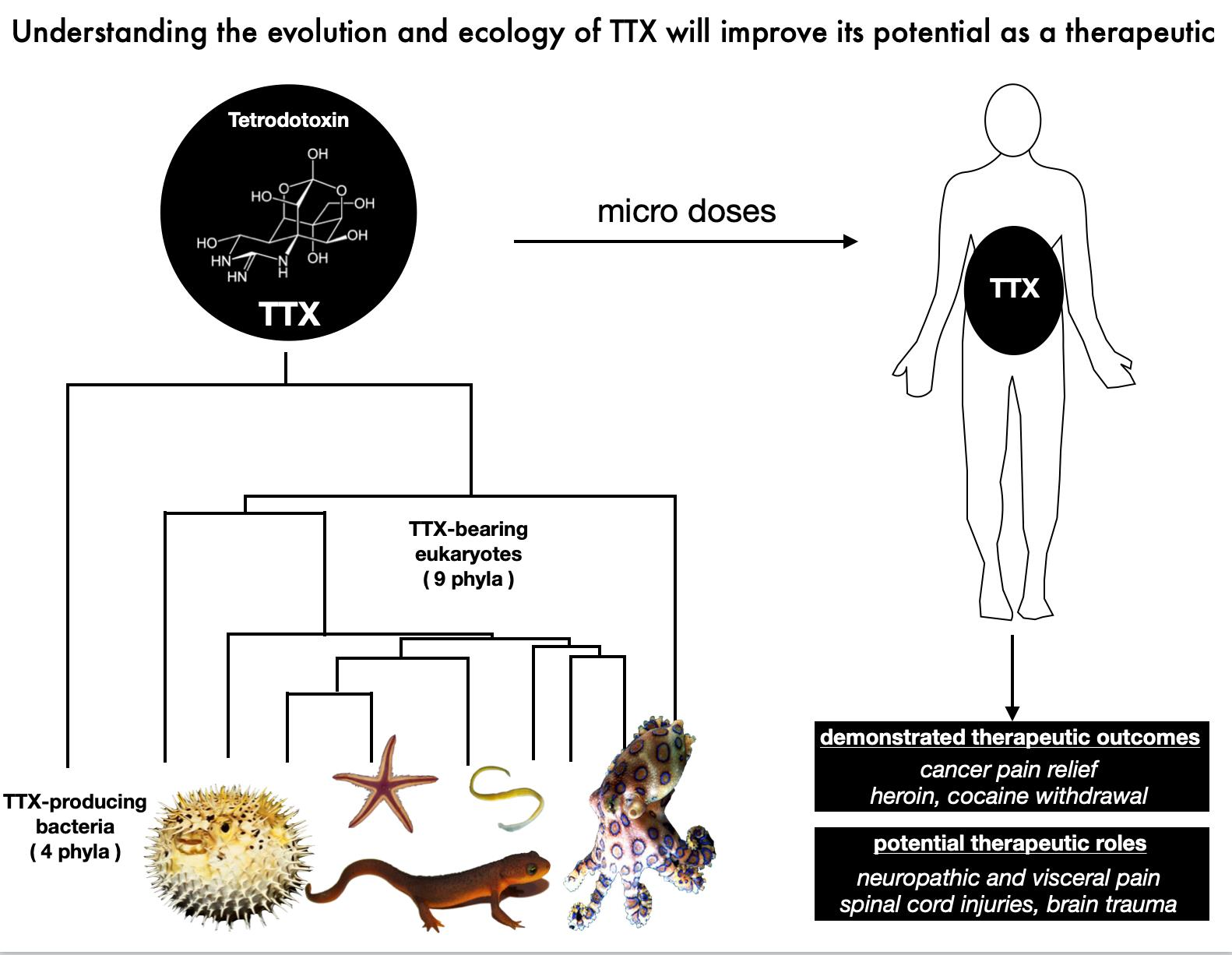Toxins Free Full Text From Poison To Promise The Evolution Of Tetrodotoxin And Its Potential As A Therapeutic Html
