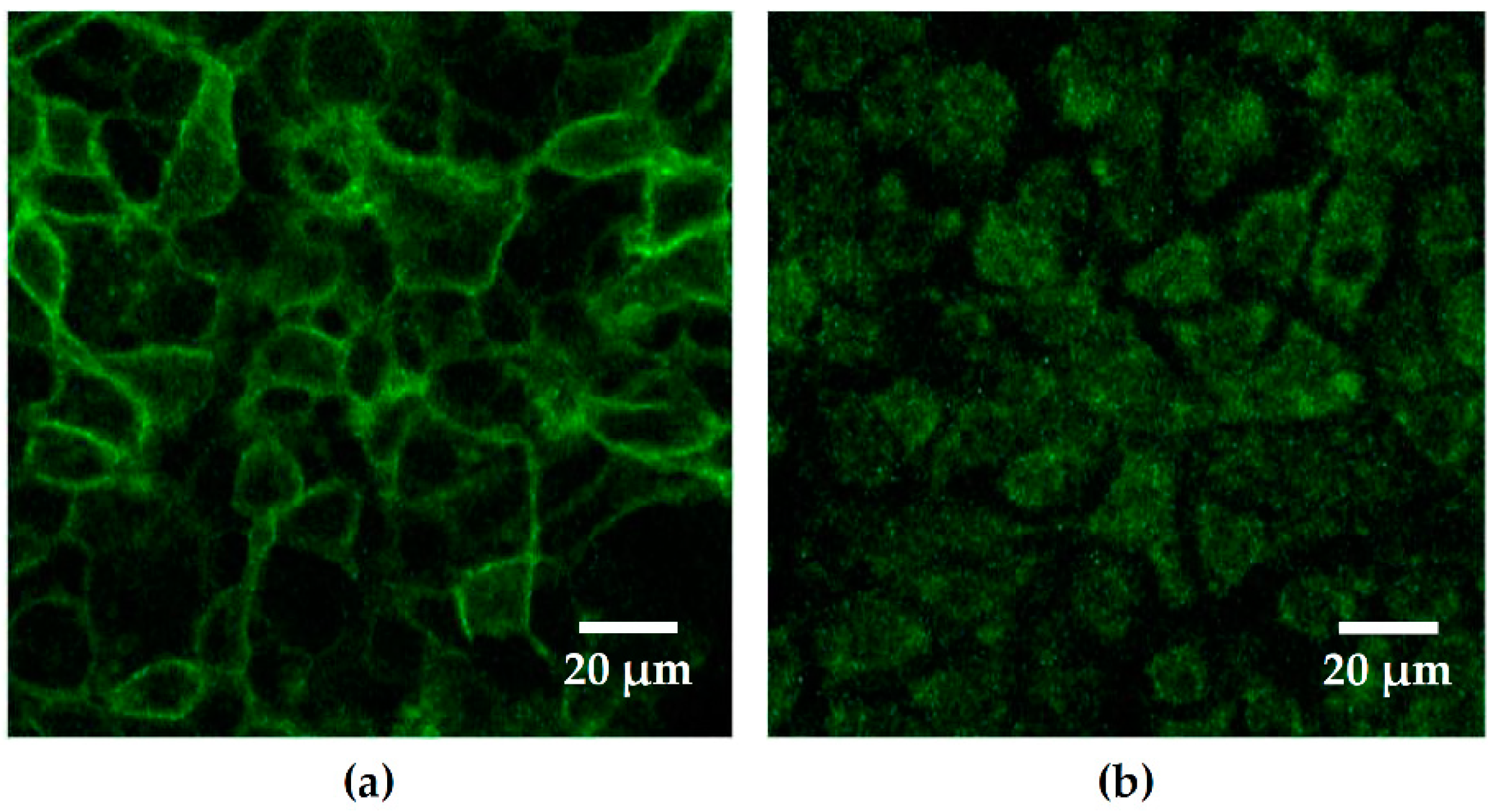 Toxins 13 00520 g002 550