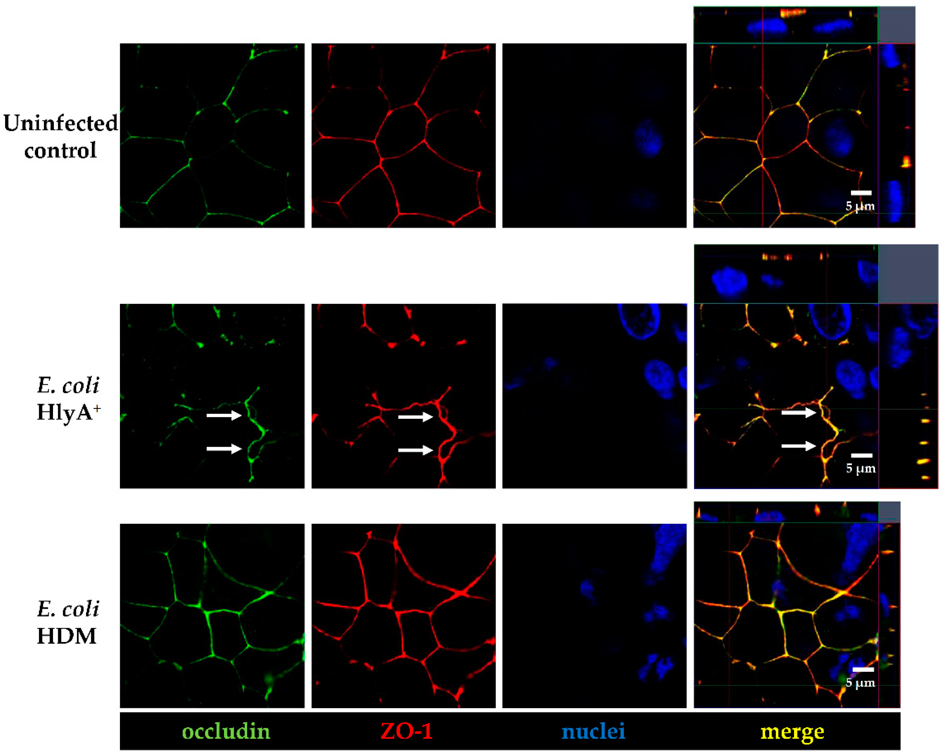 Toxins 13 00520 g004 550