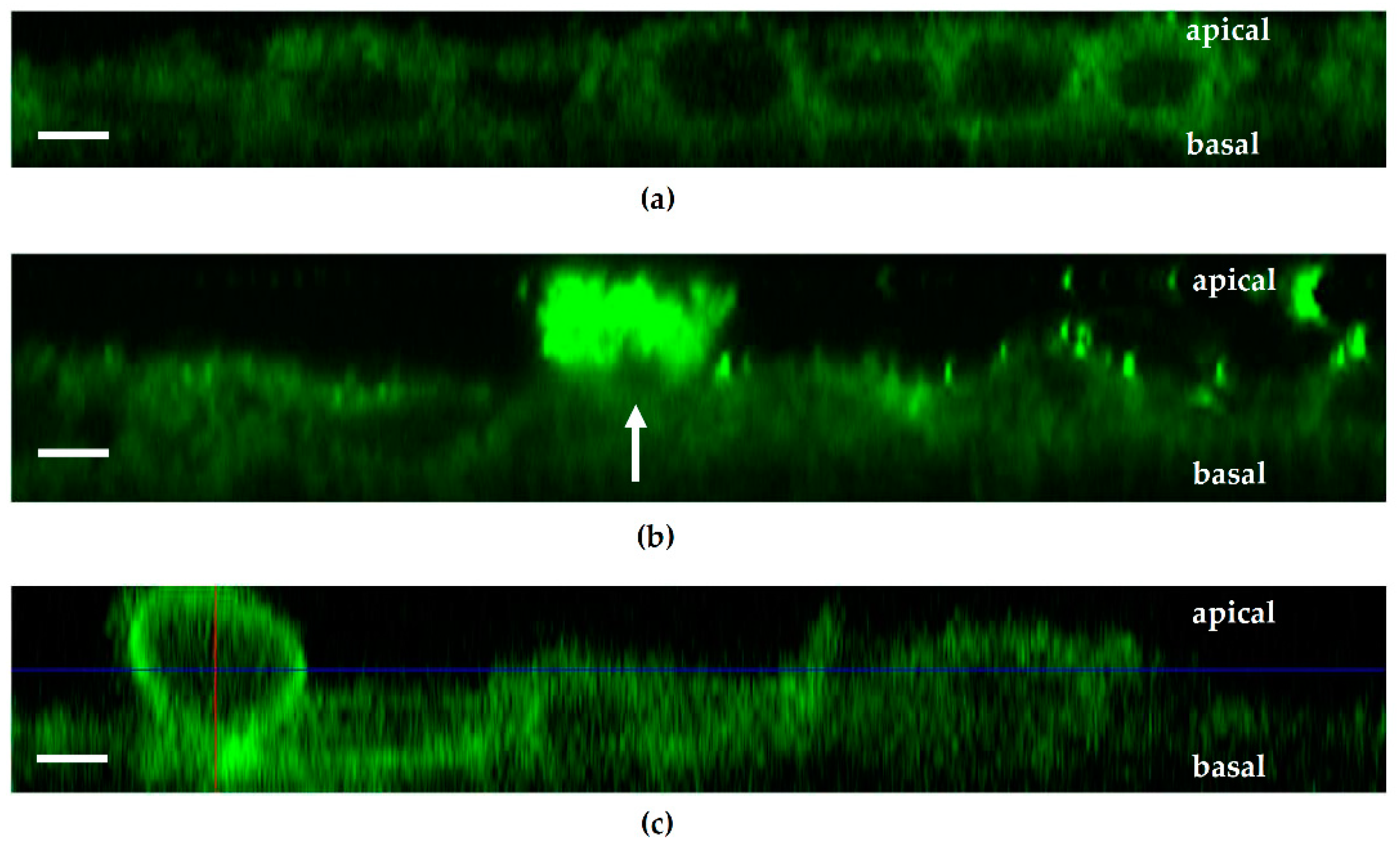 Toxins 13 00520 g007 550