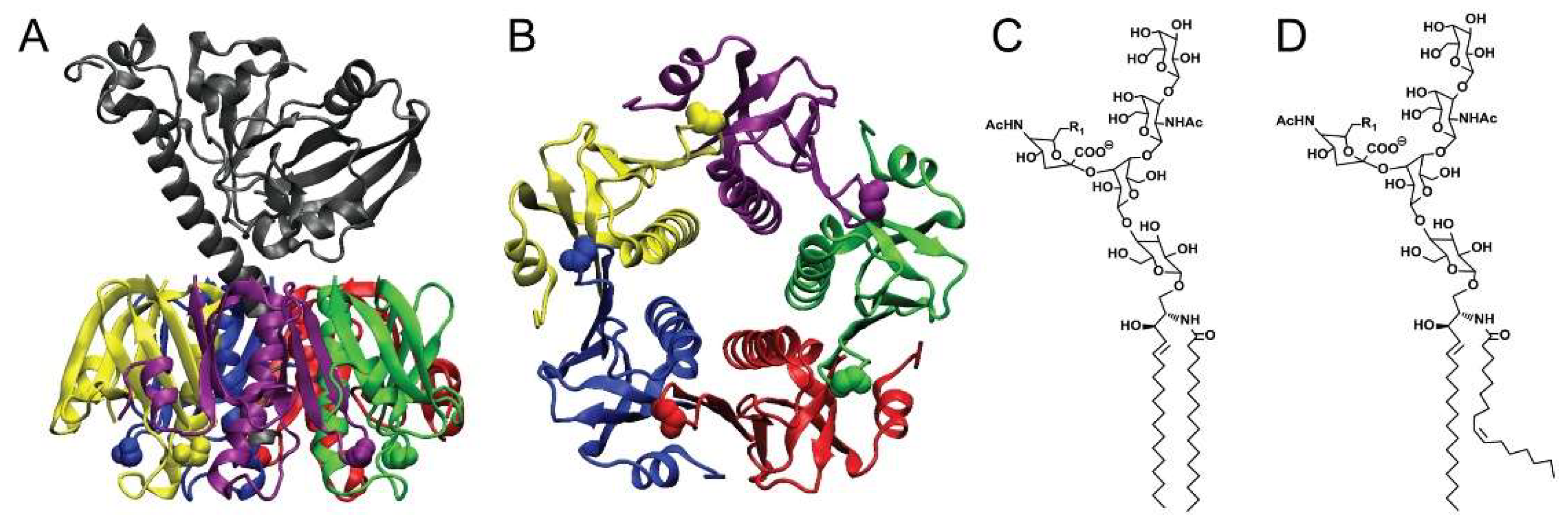 Toxins Free Full Text Cholera Toxin As A Probe For Membrane Biology