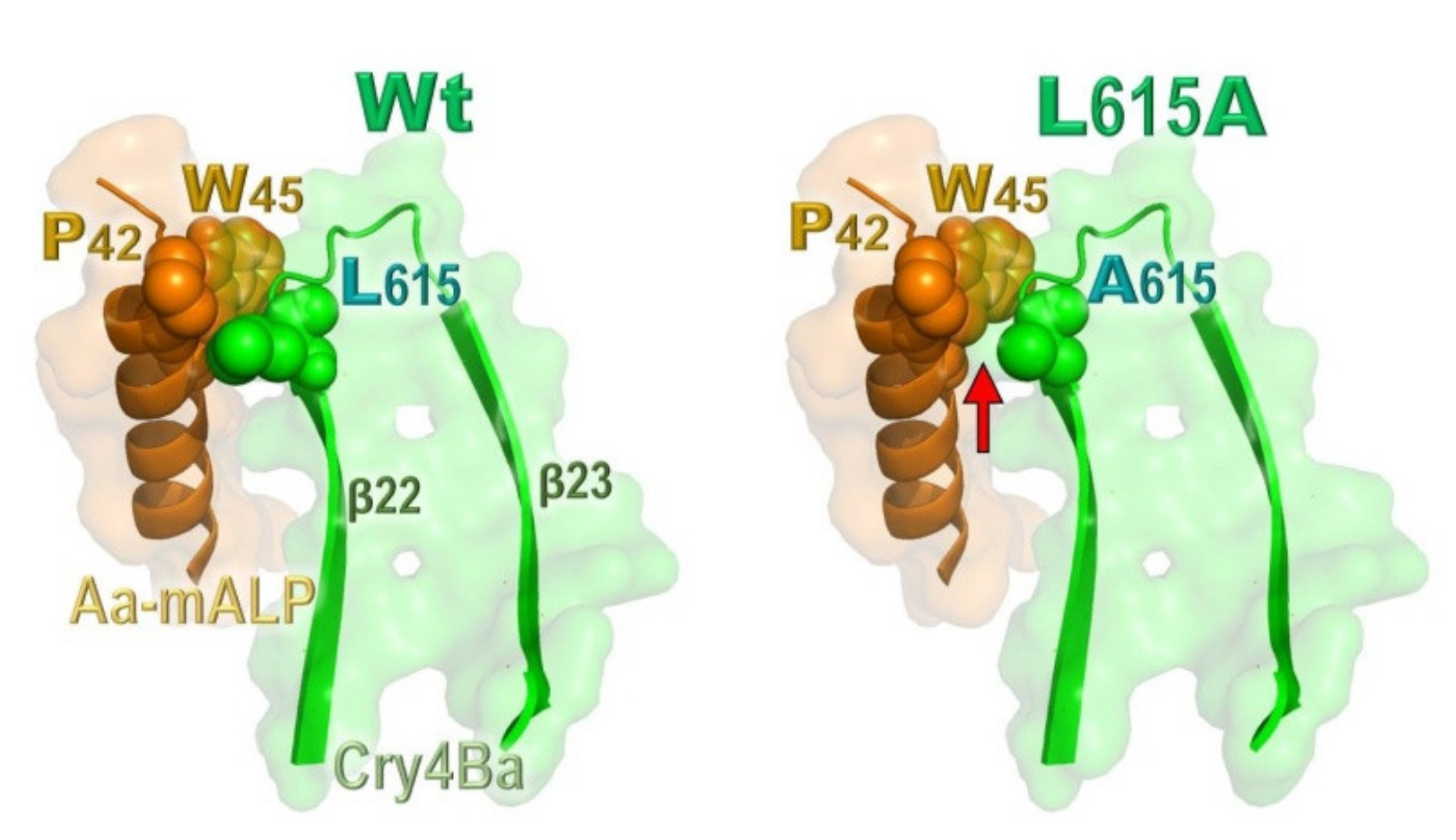 Toxins 13 00553 g007 550