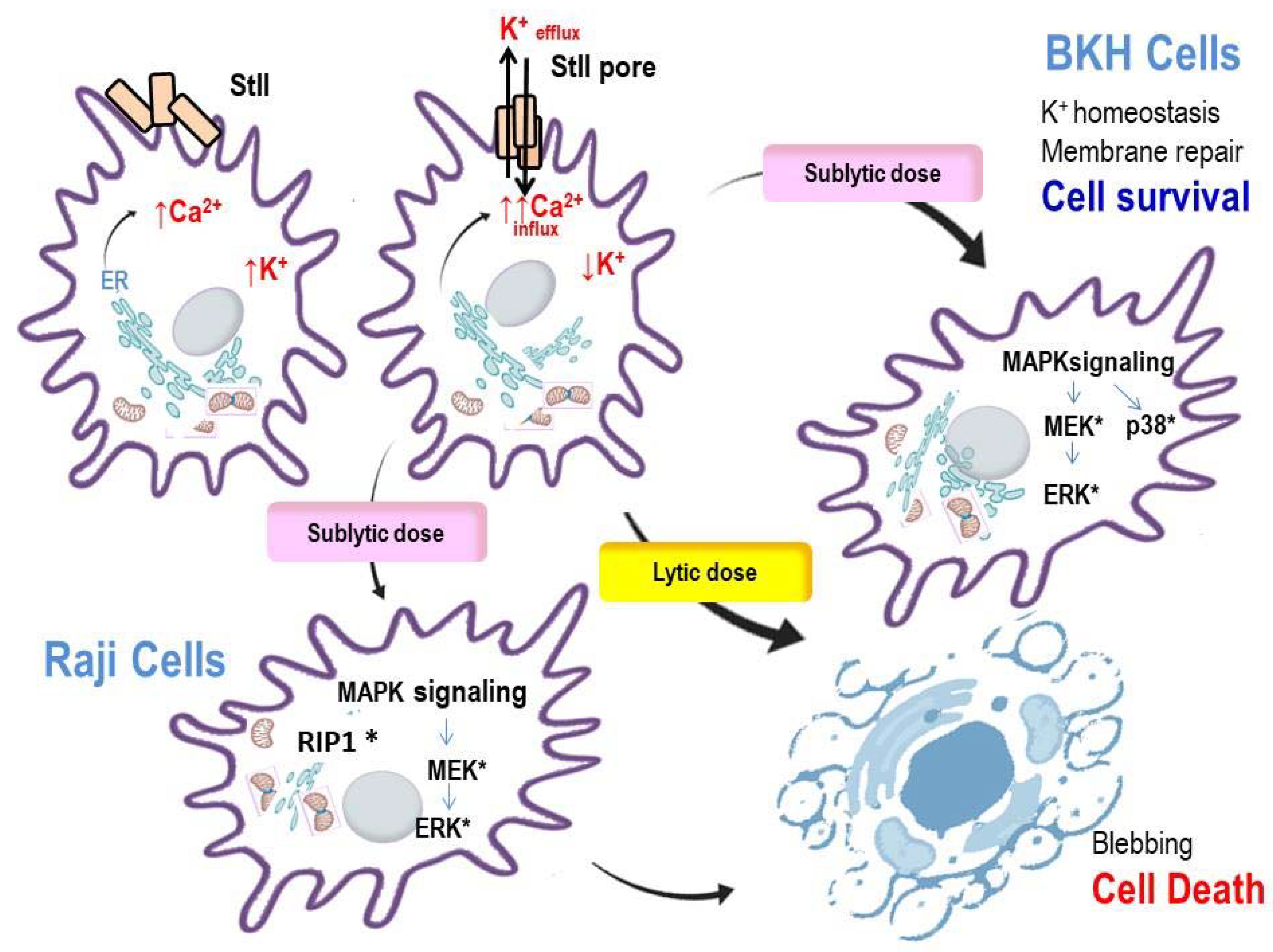 Toxins 13 00567 g003 Toxins 13 00567 g003