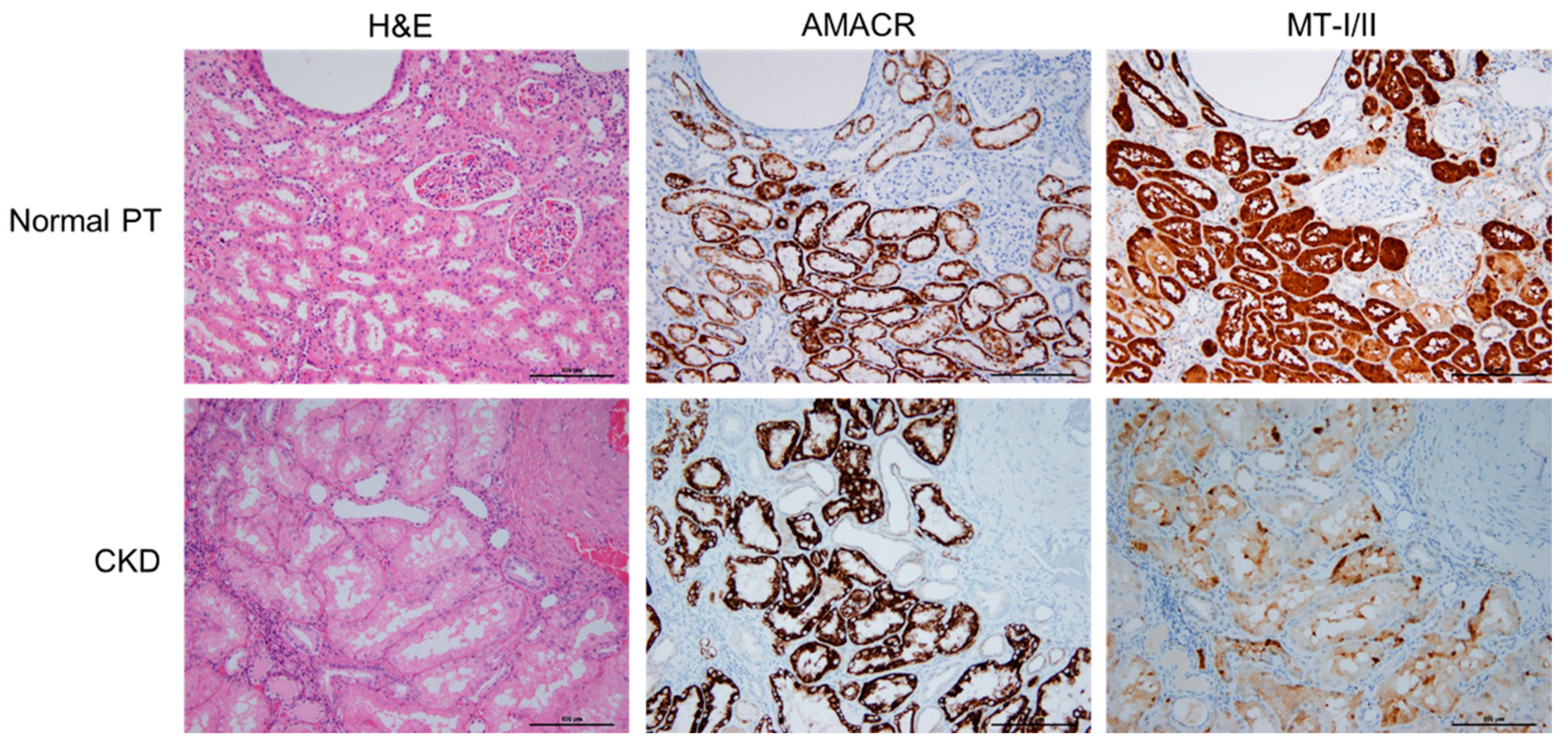Toxins 13 00568 g001 550