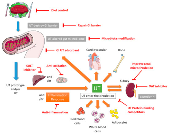 Toxins | Free Full-Text | The Therapeutic Strategies for Uremic Toxins  Control in Chronic Kidney Disease