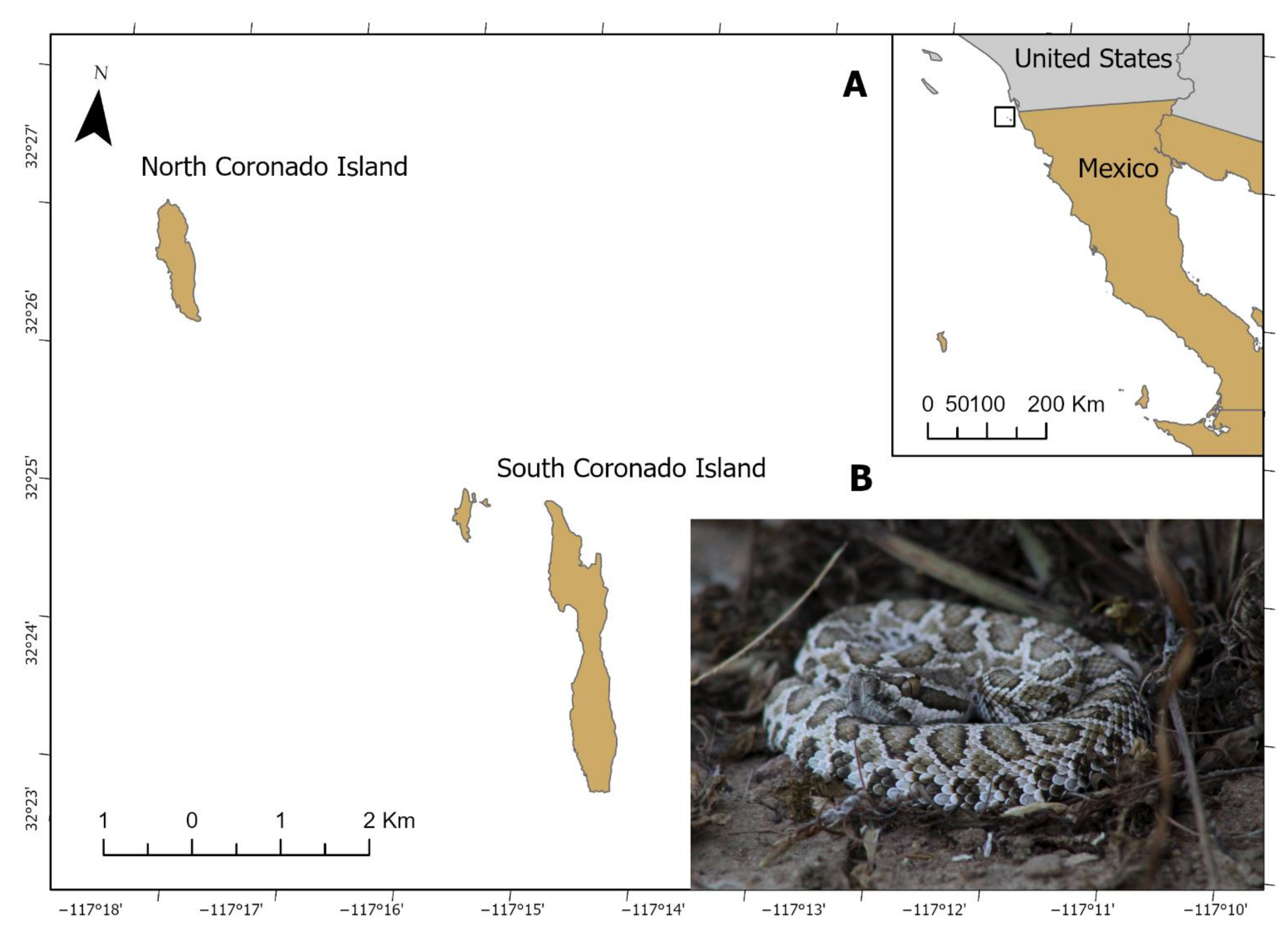 Western Hognose Snake: Care Guide Checklist for Beginners