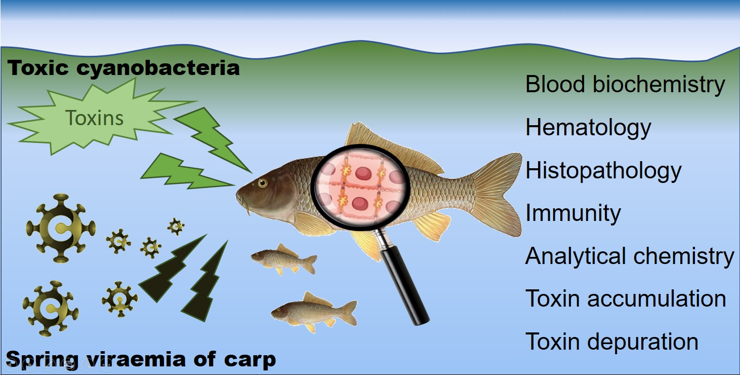 Toxins Free FullText Cyanobacteria Microcystis aeruginosa