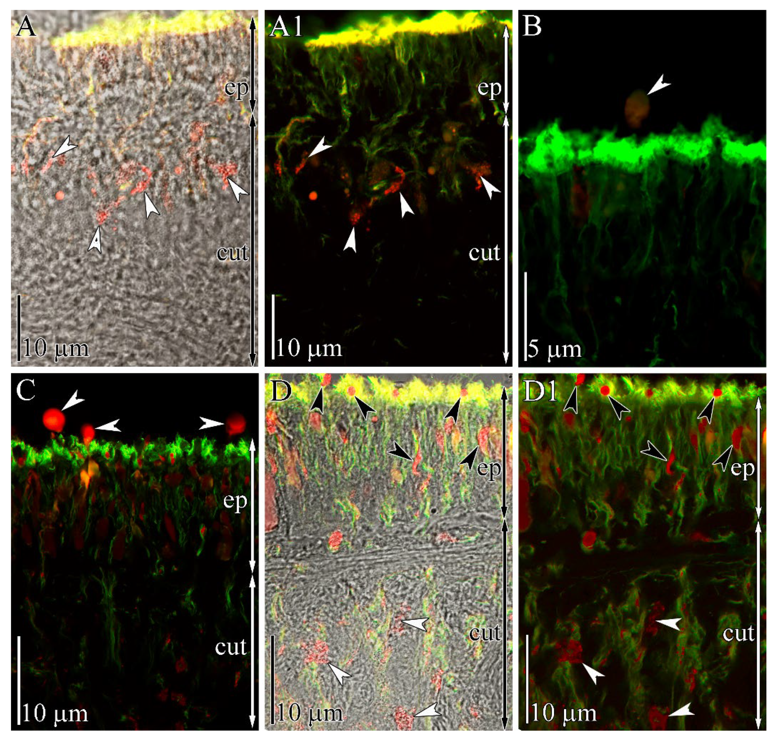Toxins 13 00606 g003 550