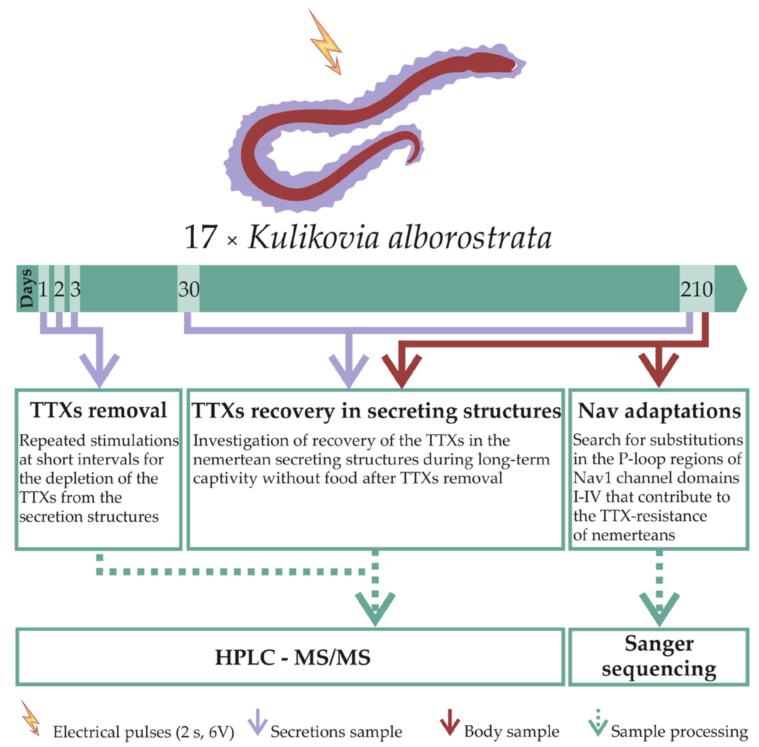 Toxins 13 00606 g004 550