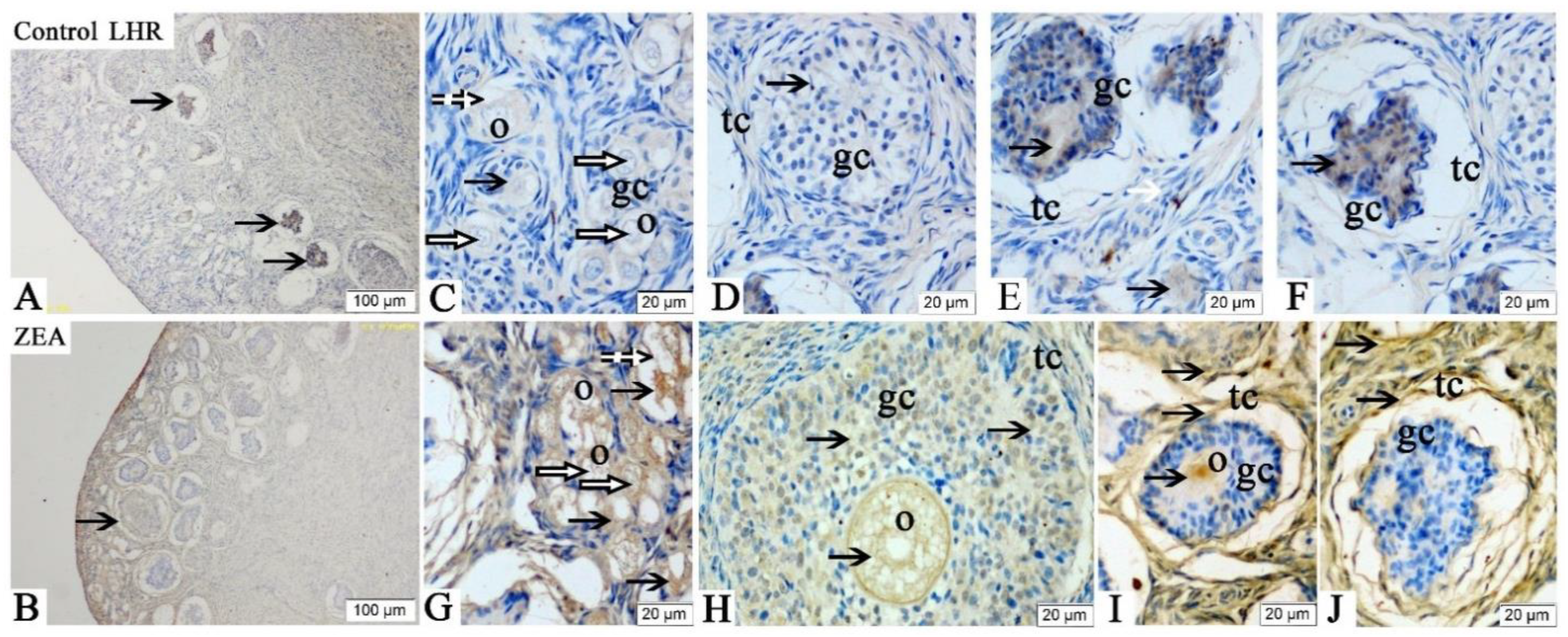 Toxins 13 00626 g002 550