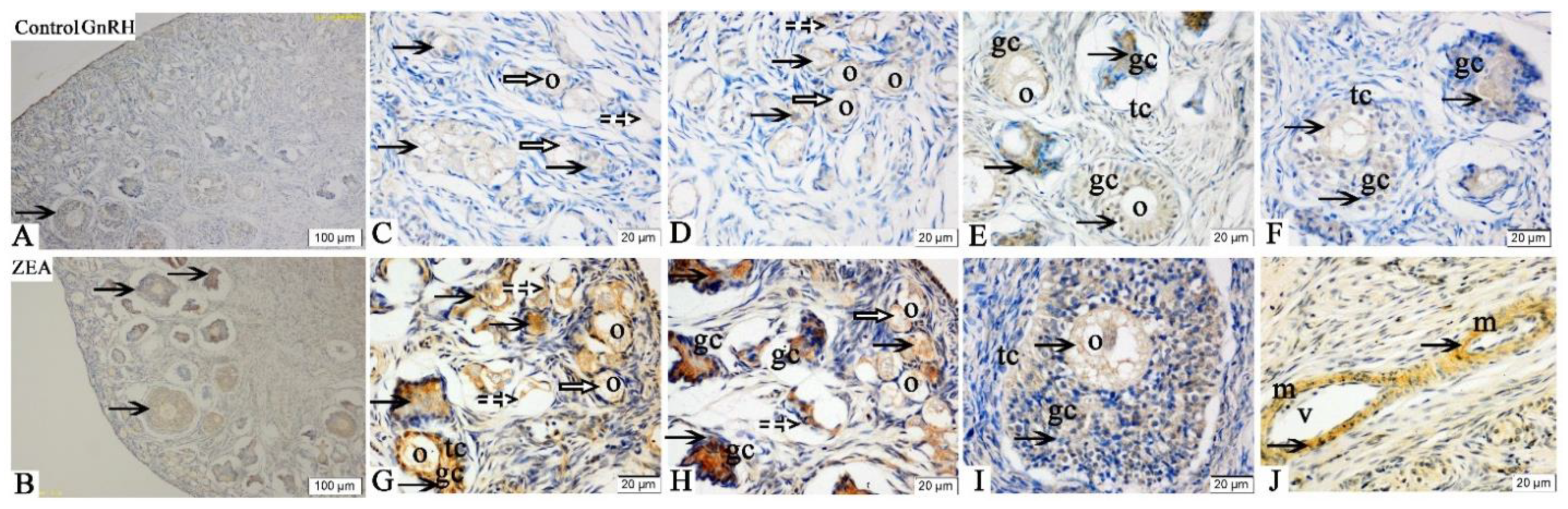 Toxins 13 00626 g003 550