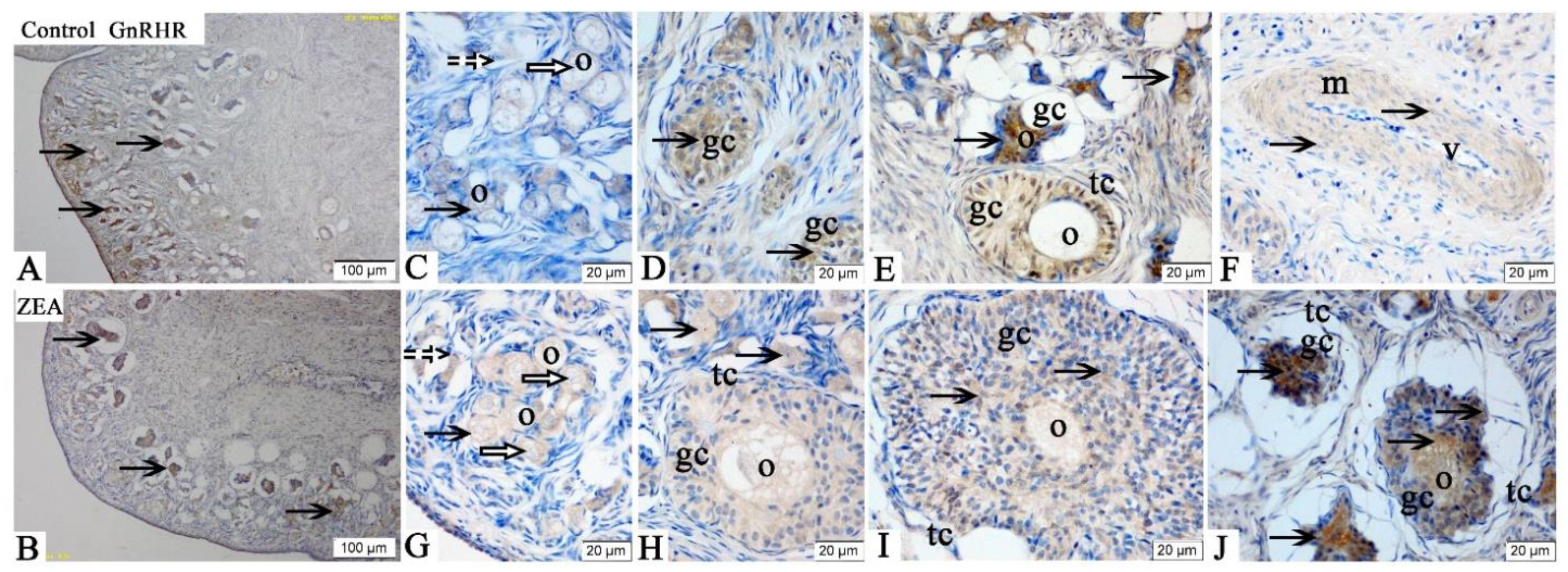 Toxins 13 00626 g004 550