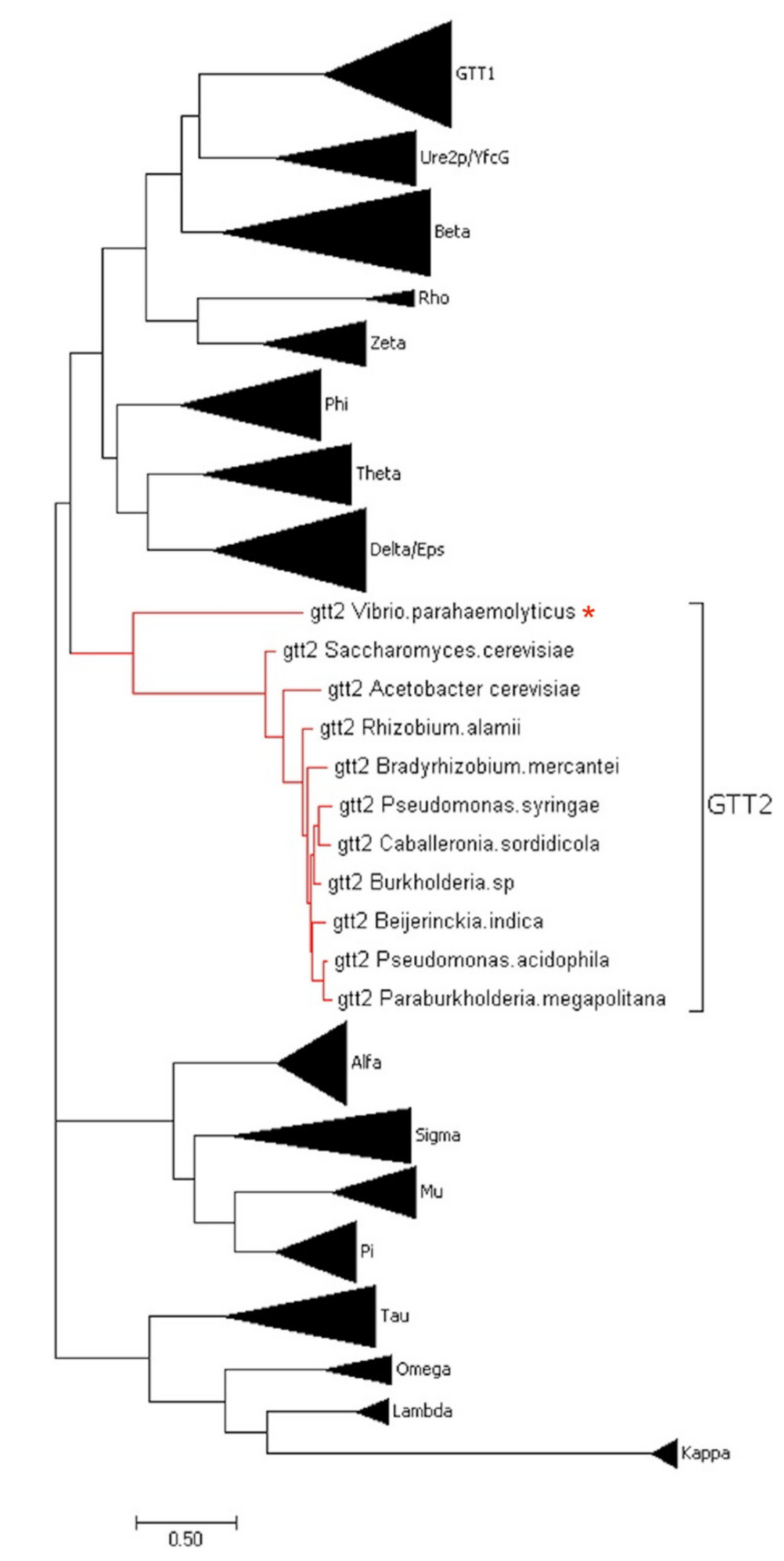 Toxins | Free Full-Text | A Novel Glutathione S-Transferase Gtt2 Class (VpGSTT2) Is Found in the Genome of the AHPND/EMS Vibrio parahaemolyticus Shrimp | HTML