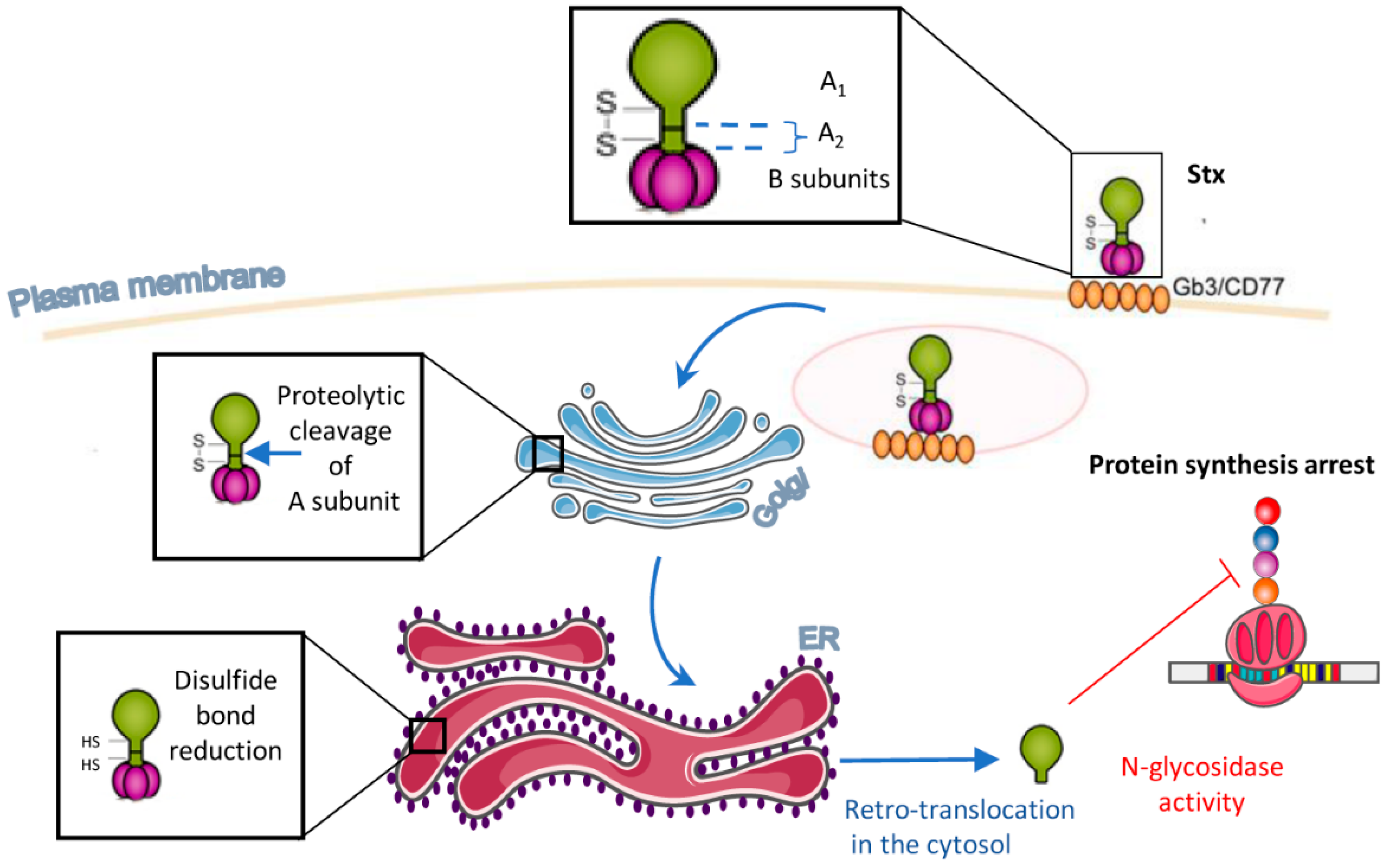 Toxins | Free Full-Text | Shiga Toxins as Antitumor Tools