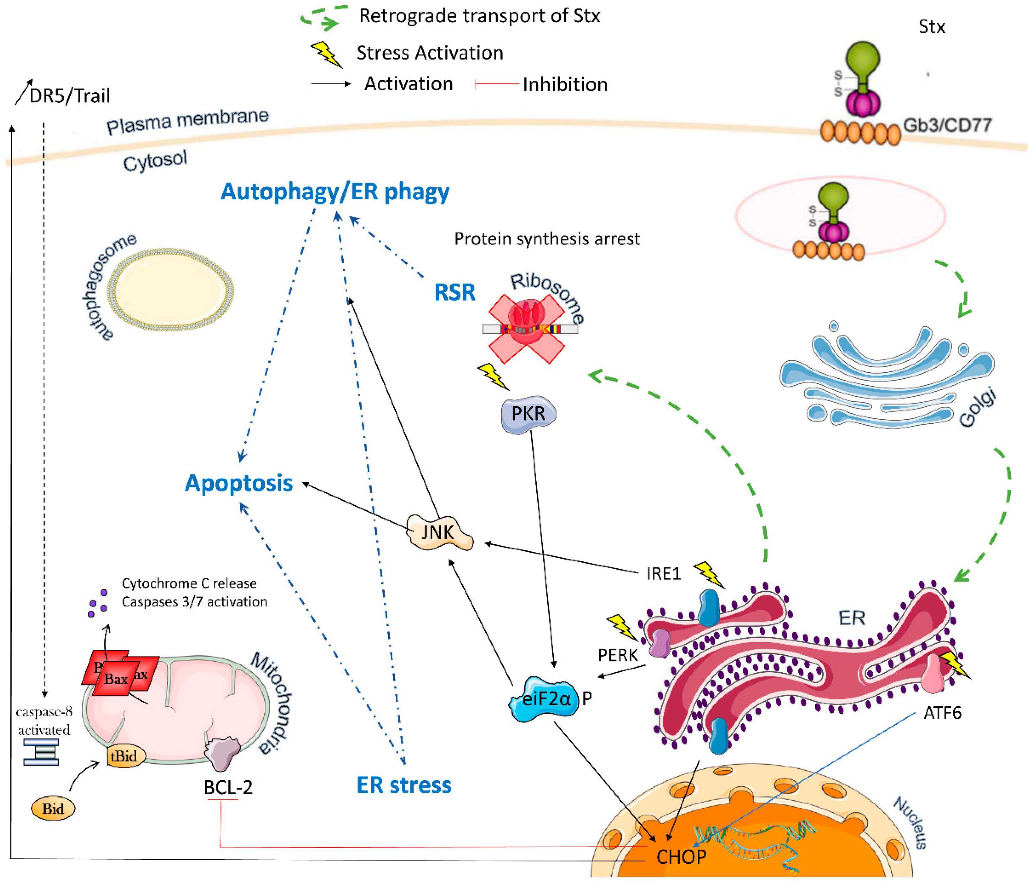 Toxins Free FullText Shiga Toxins as Antitumor Tools