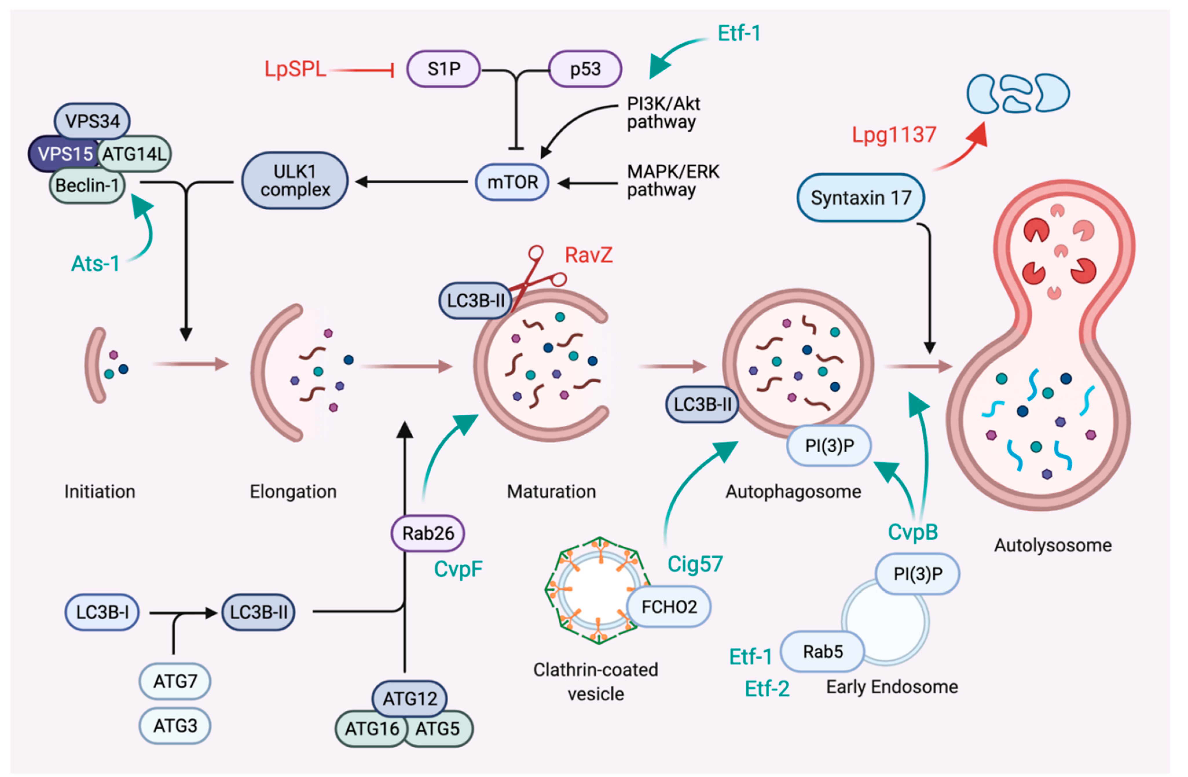 Toxins 13 00713 g003
