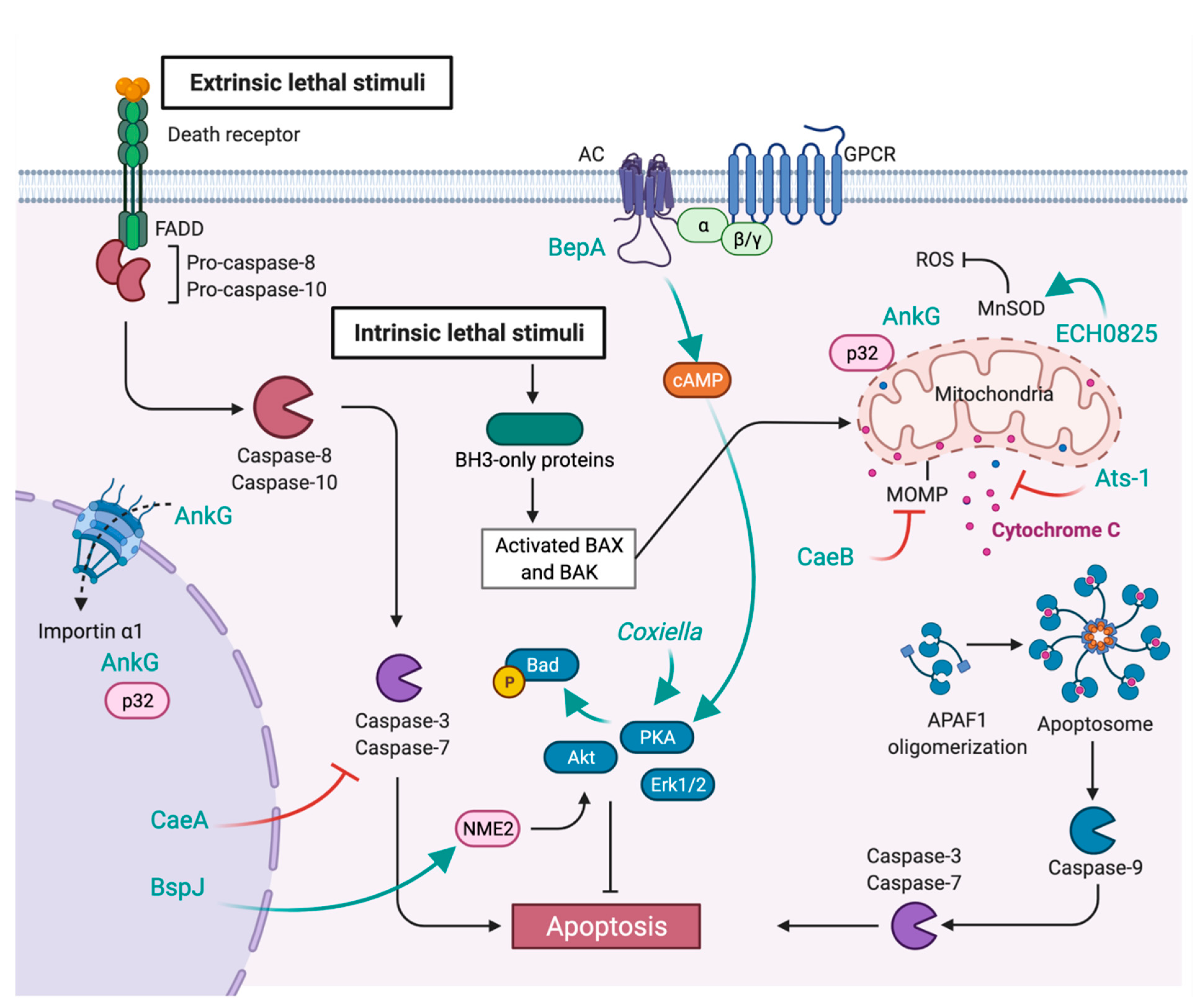 Toxins 13 00713 g004