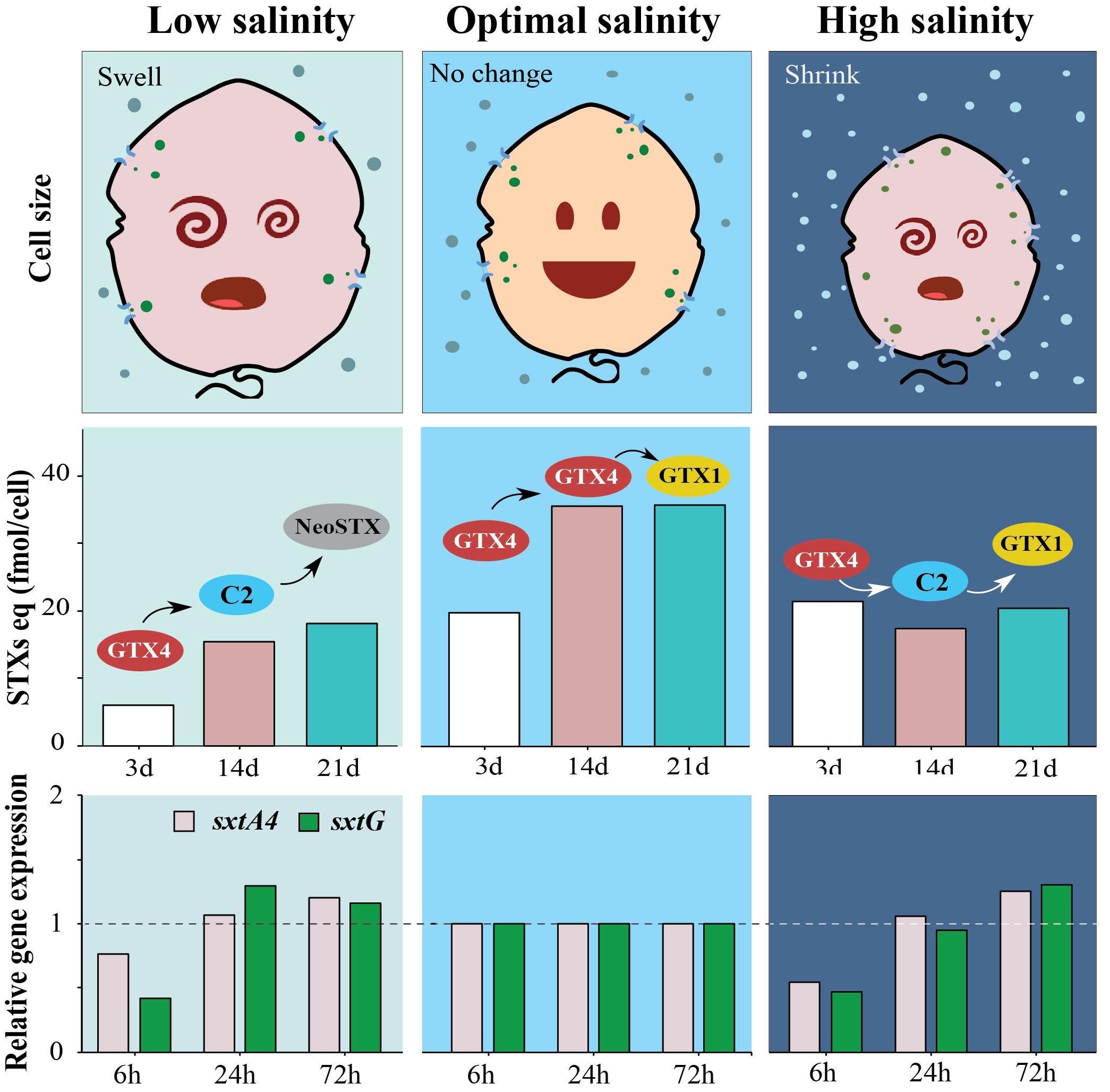 Toxins Free Full Text Salinity Affects Saxitoxins Stxs Toxicity In The Dinoflagellate Alexandrium Pacificum With Low Transcription Of Sxt Biosynthesis Genes Sxta4 And Sxtg Html