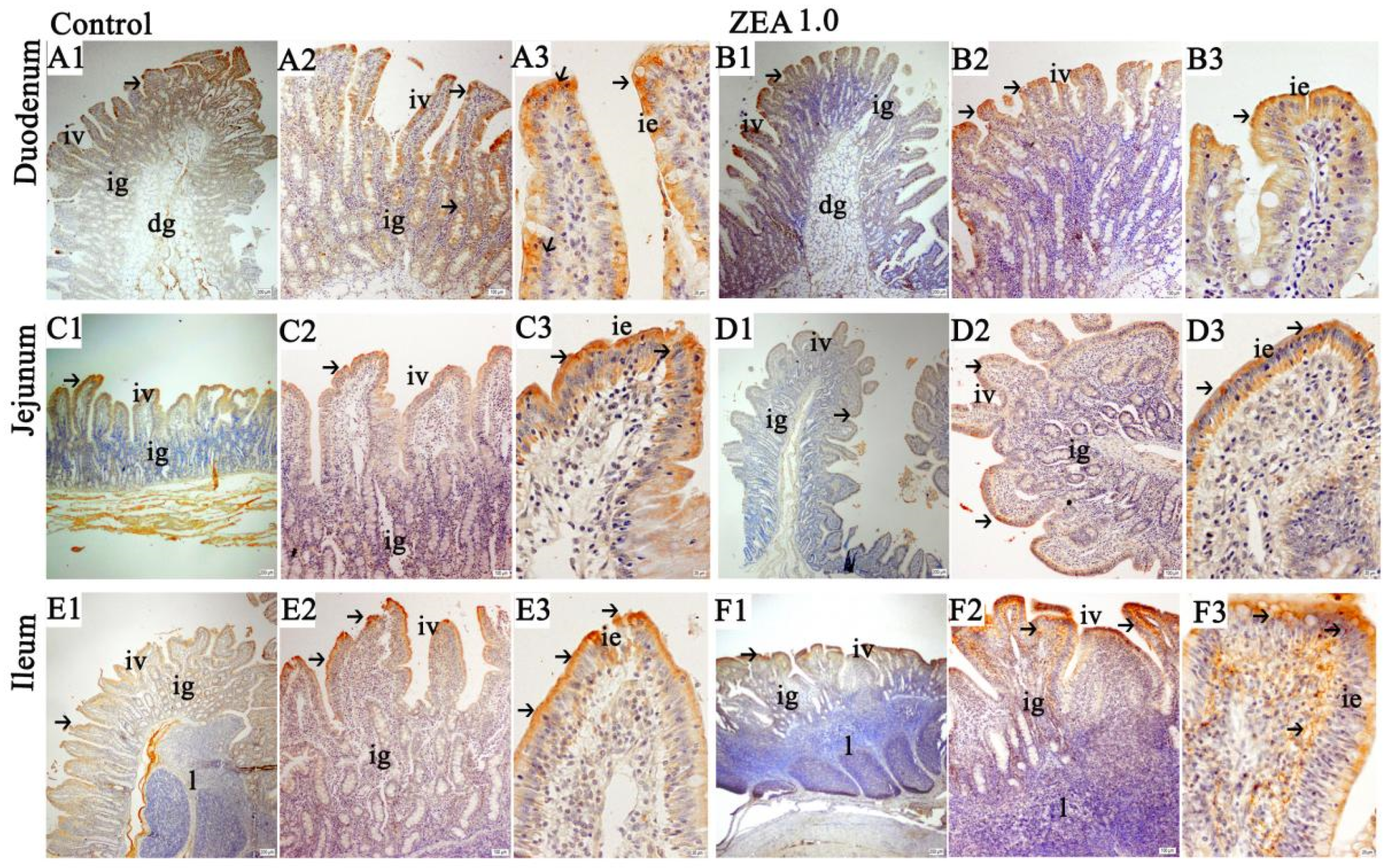 Toxins 13 00736 g002 Toxins 13 00736 g002
