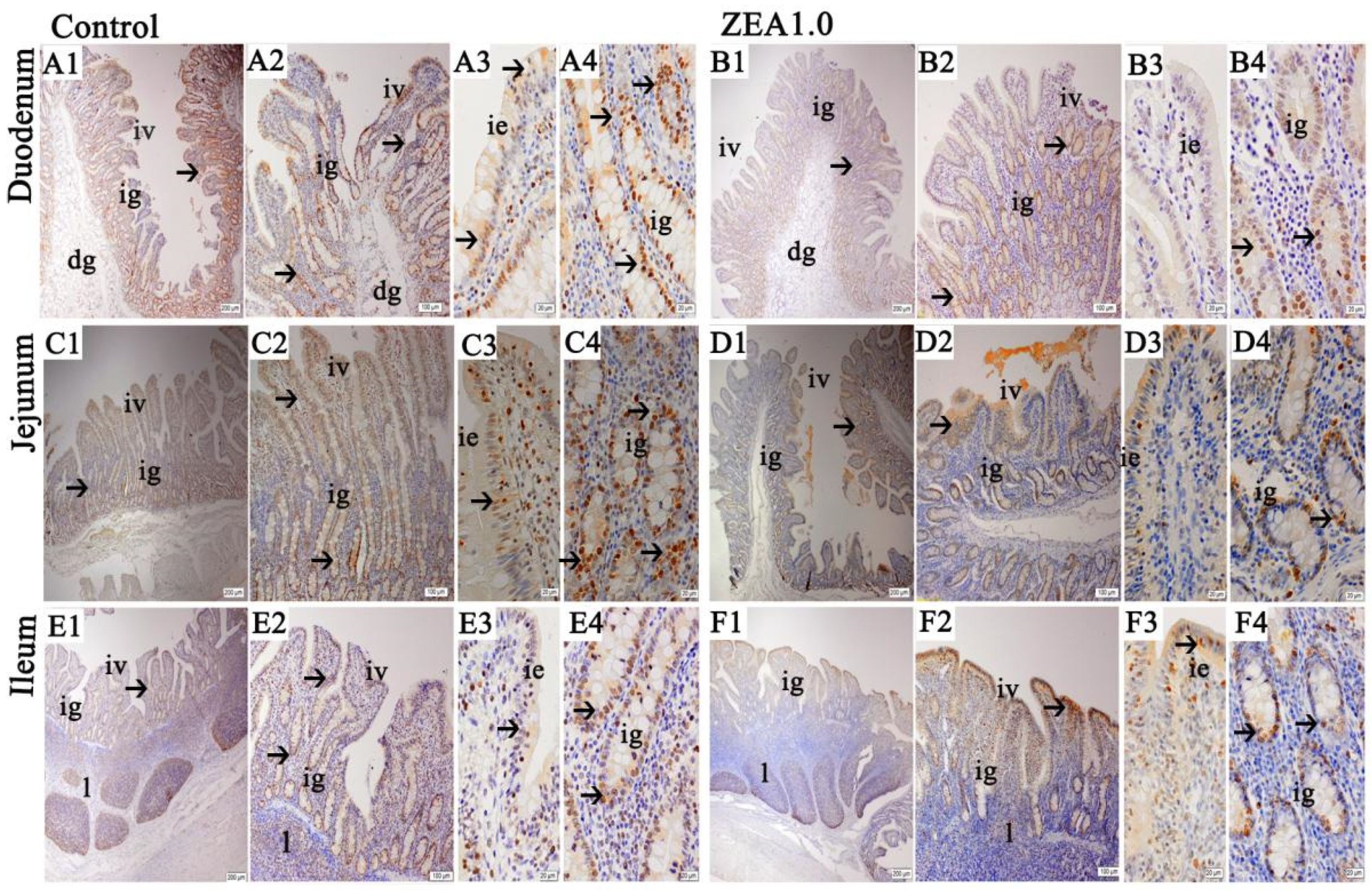 Toxins 13 00736 g004 Toxins 13 00736 g004