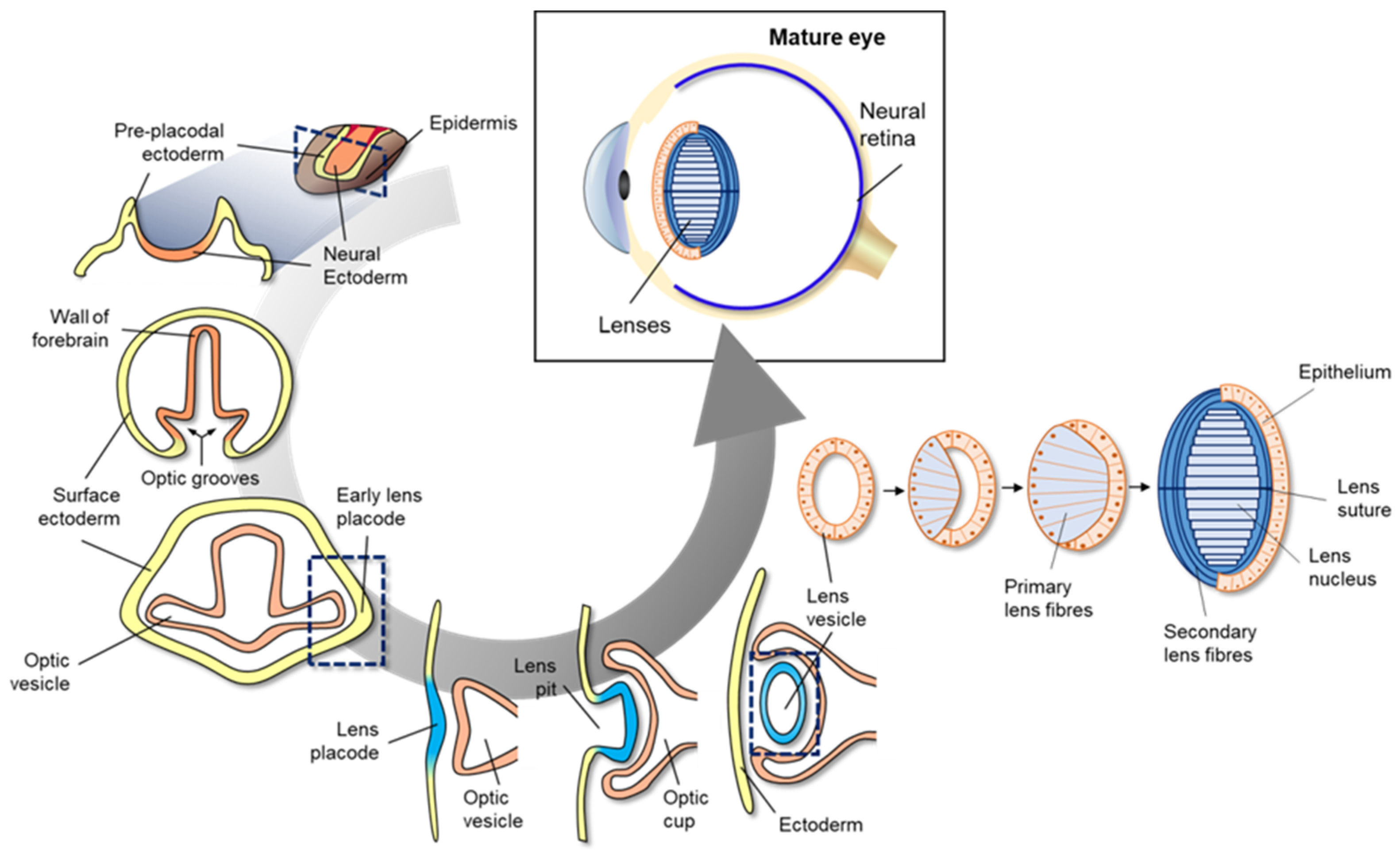 Toxins 13 00739 g003