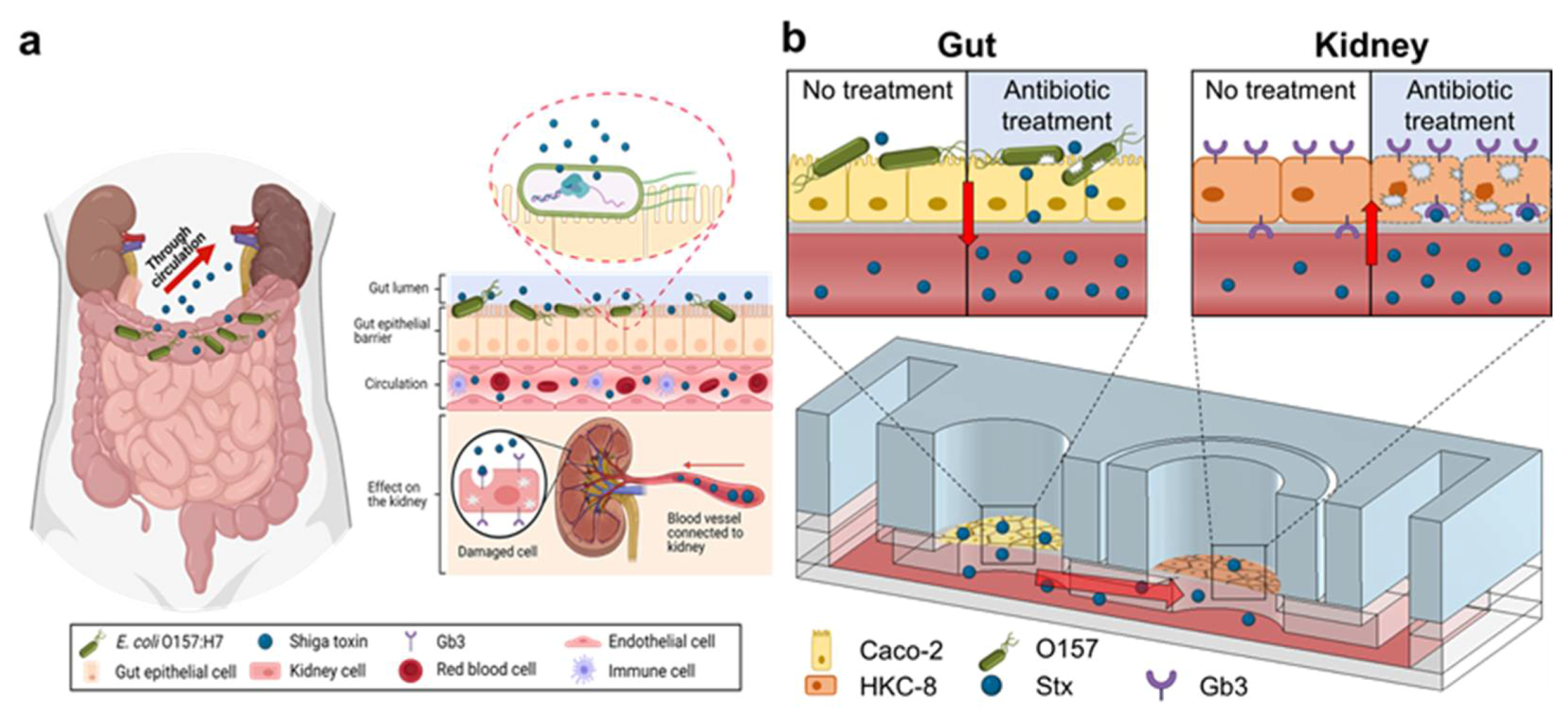 Toxins Free FullText GutKidney Axis on Chip for Studying Effects