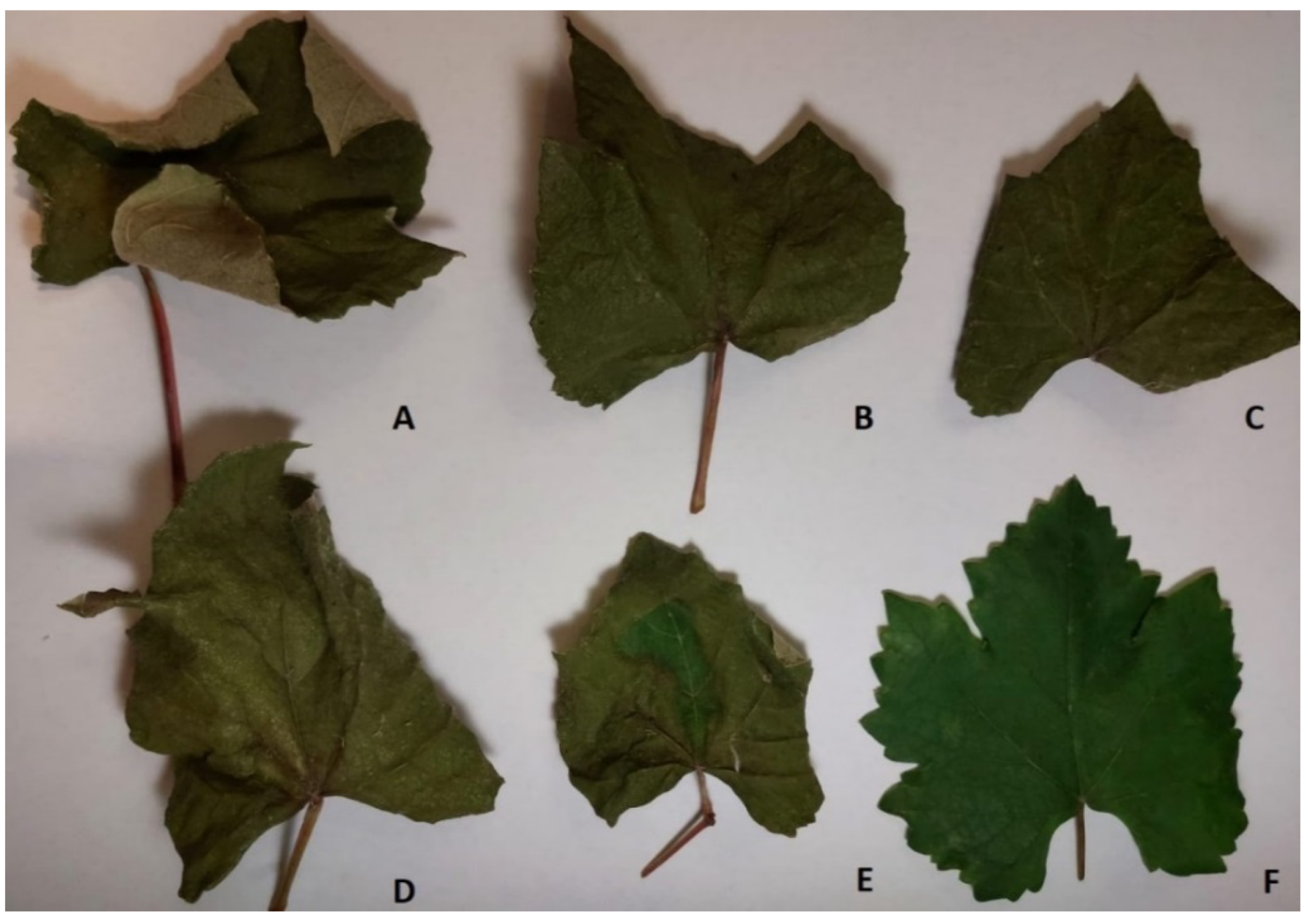 Toxins 13 00812 g002