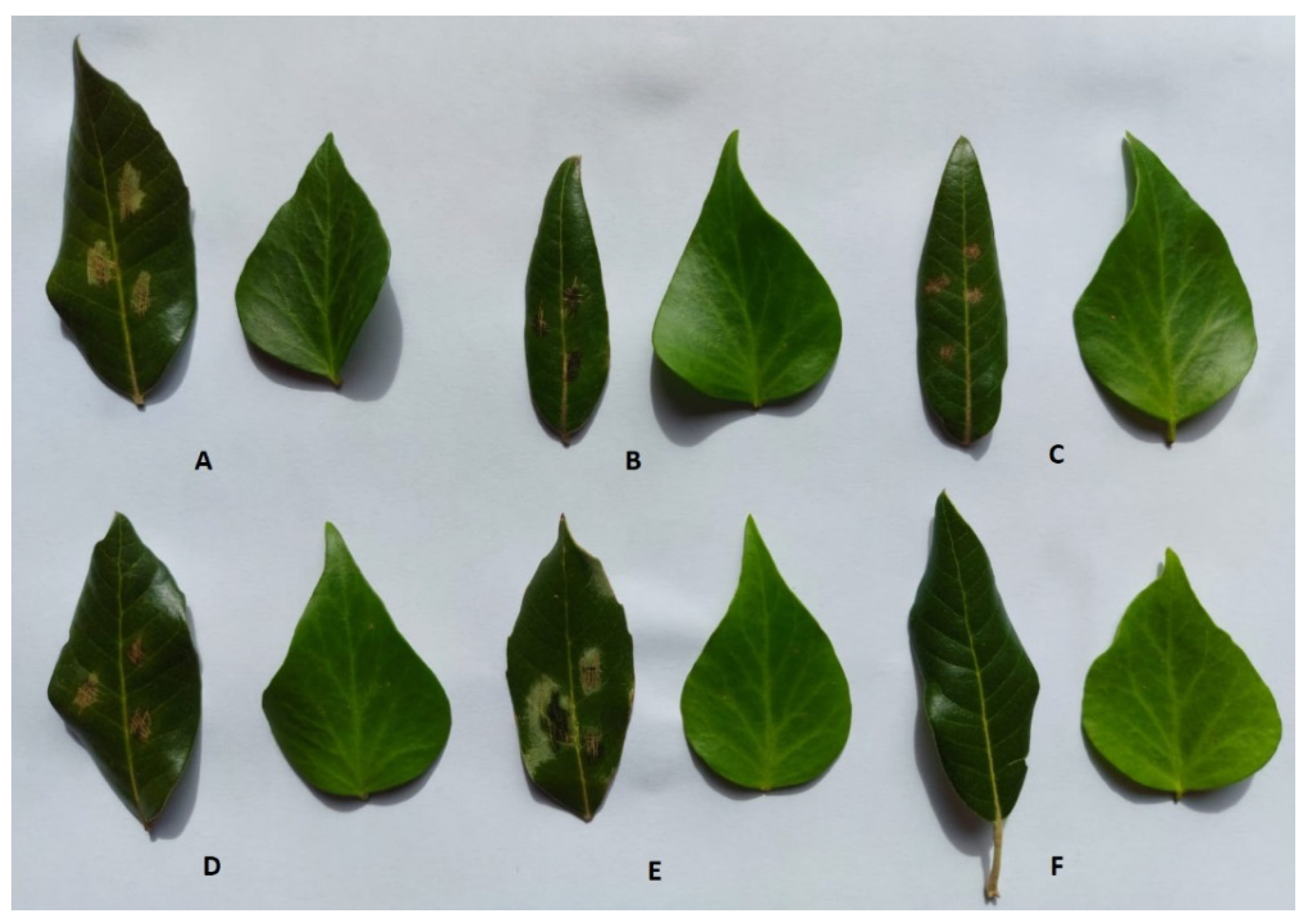 Toxins 13 00812 g003