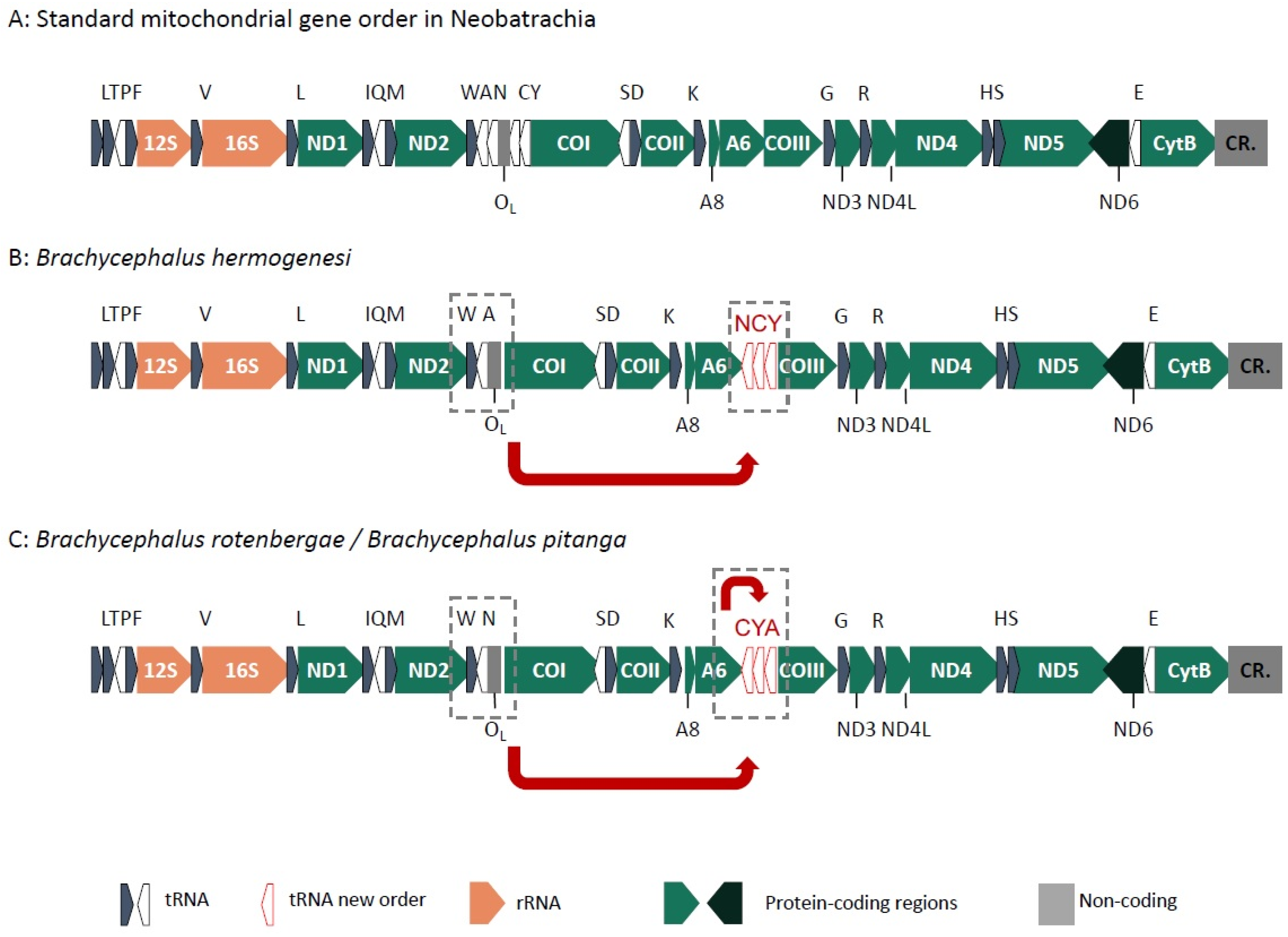 Toxins 13 00816 g005 Toxins 13 00816 g005