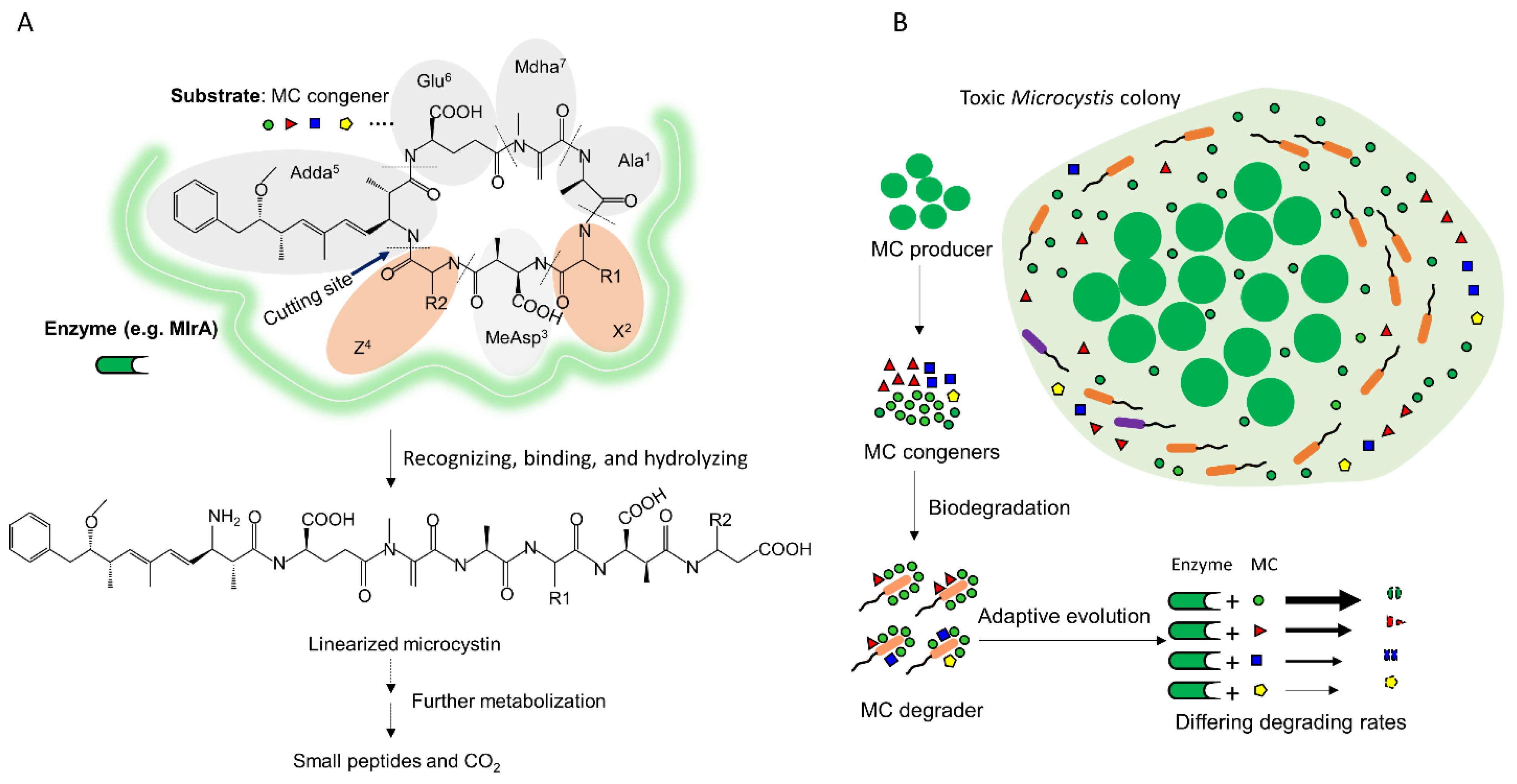 Toxins 13 00864 g006