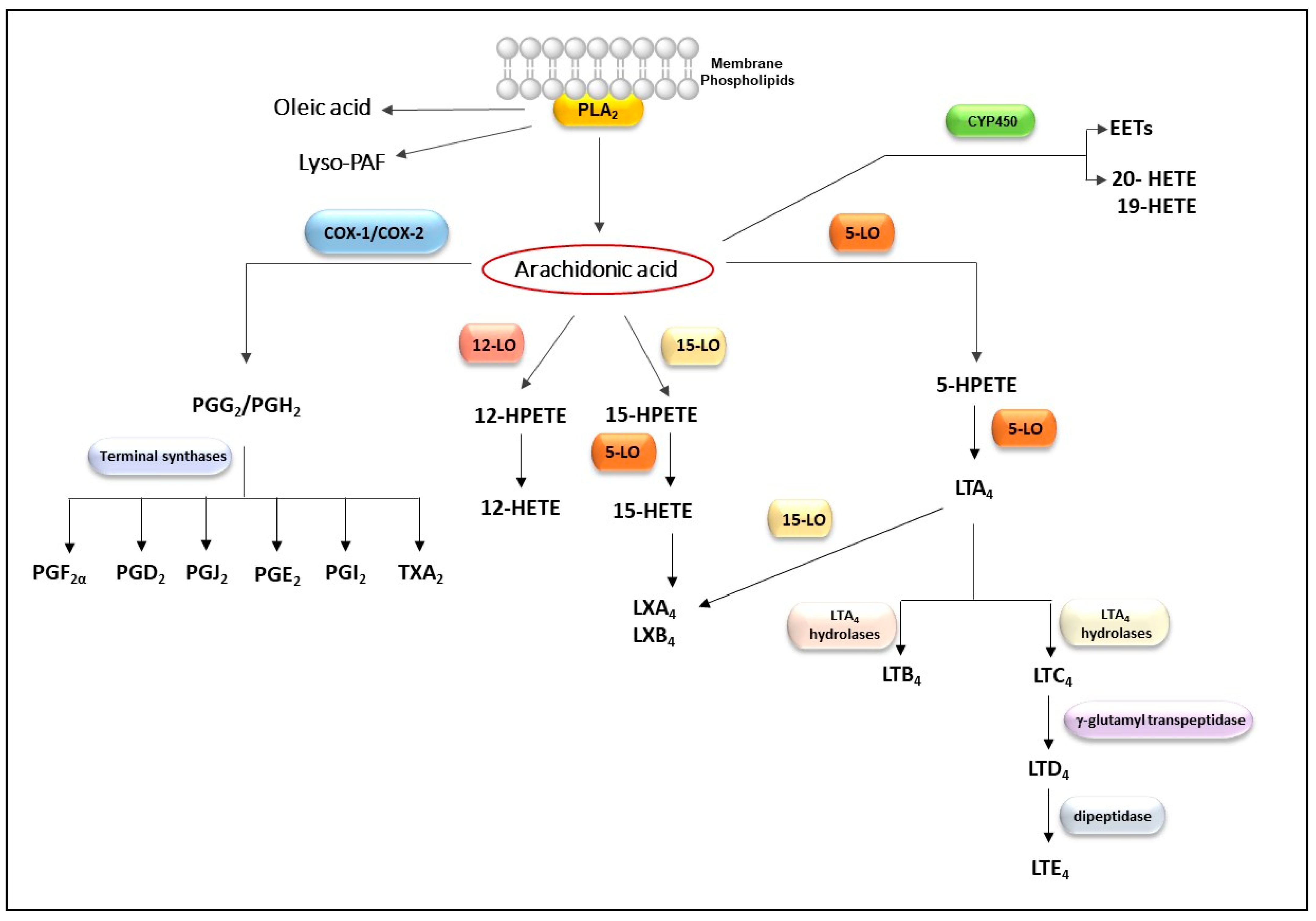 Toxins 13 00868 g002 Toxins 13 00868 g002