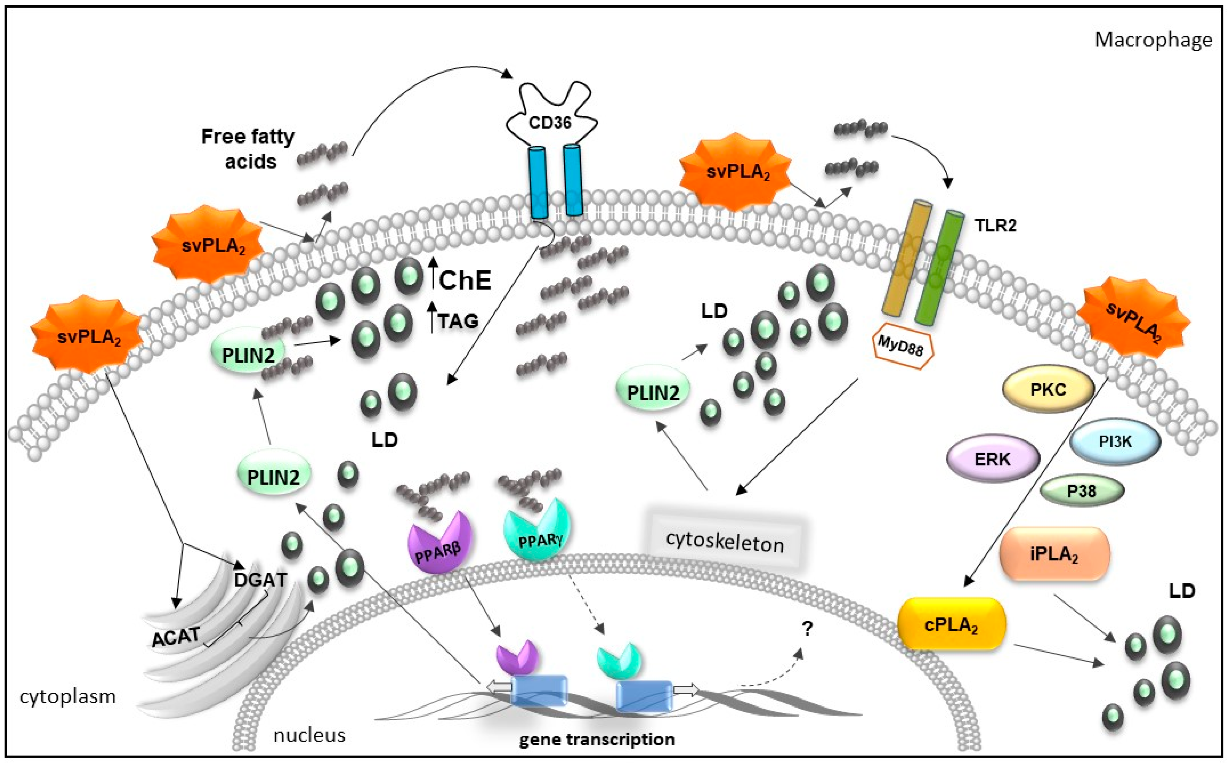 Toxins 13 00868 g004 Toxins 13 00868 g004
