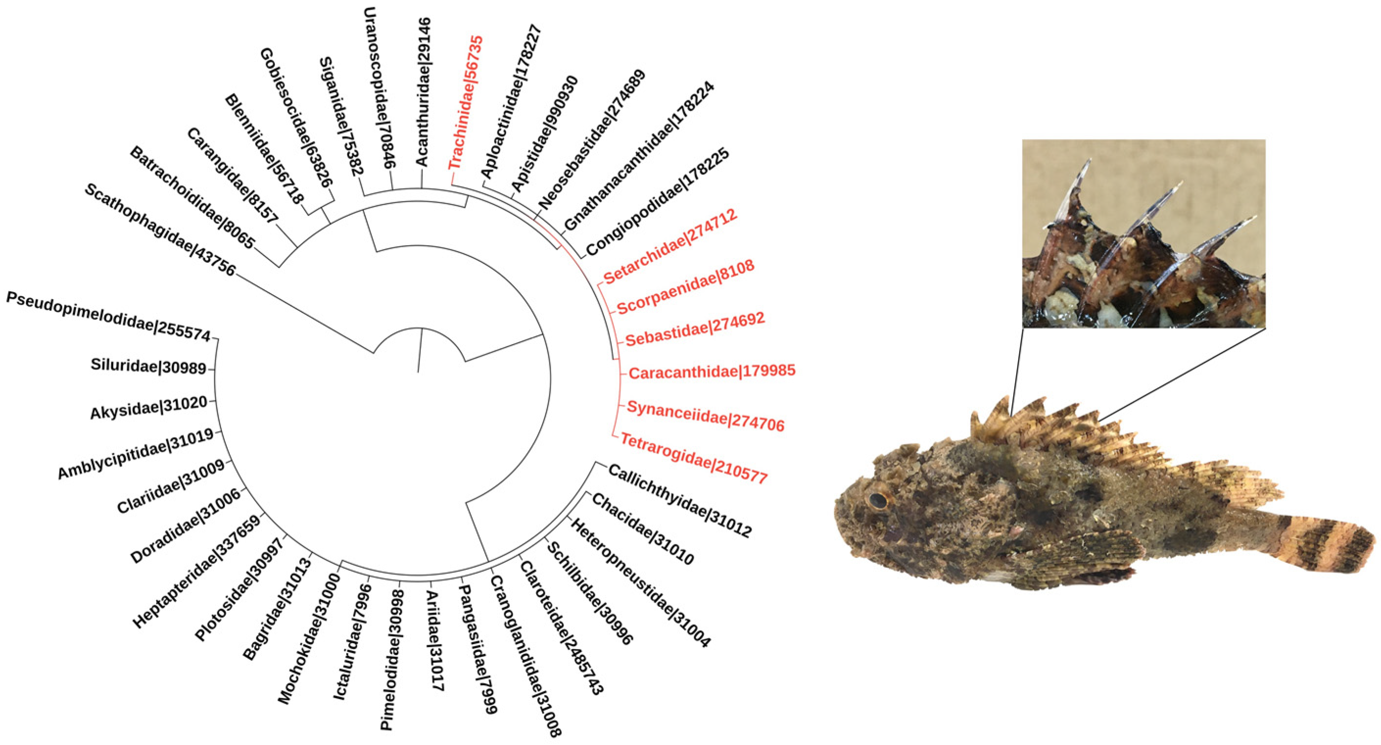 Toxins 13 00877 g001