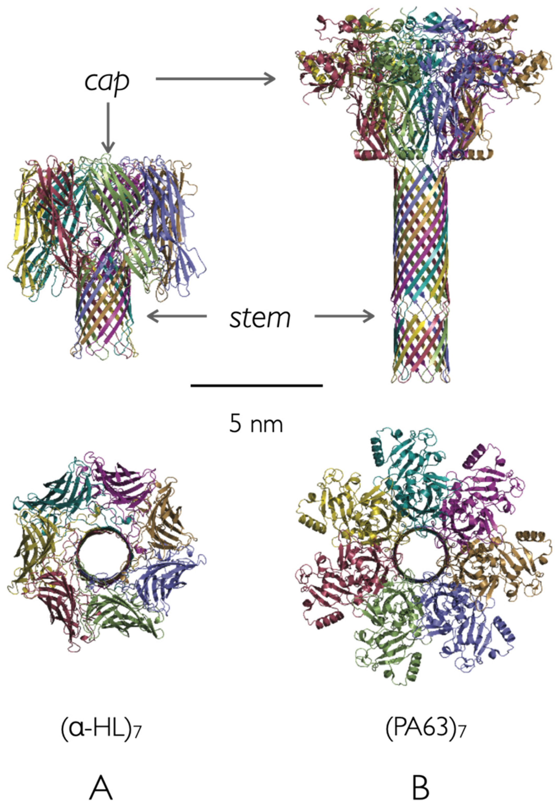 Toxins 13 00888 g001