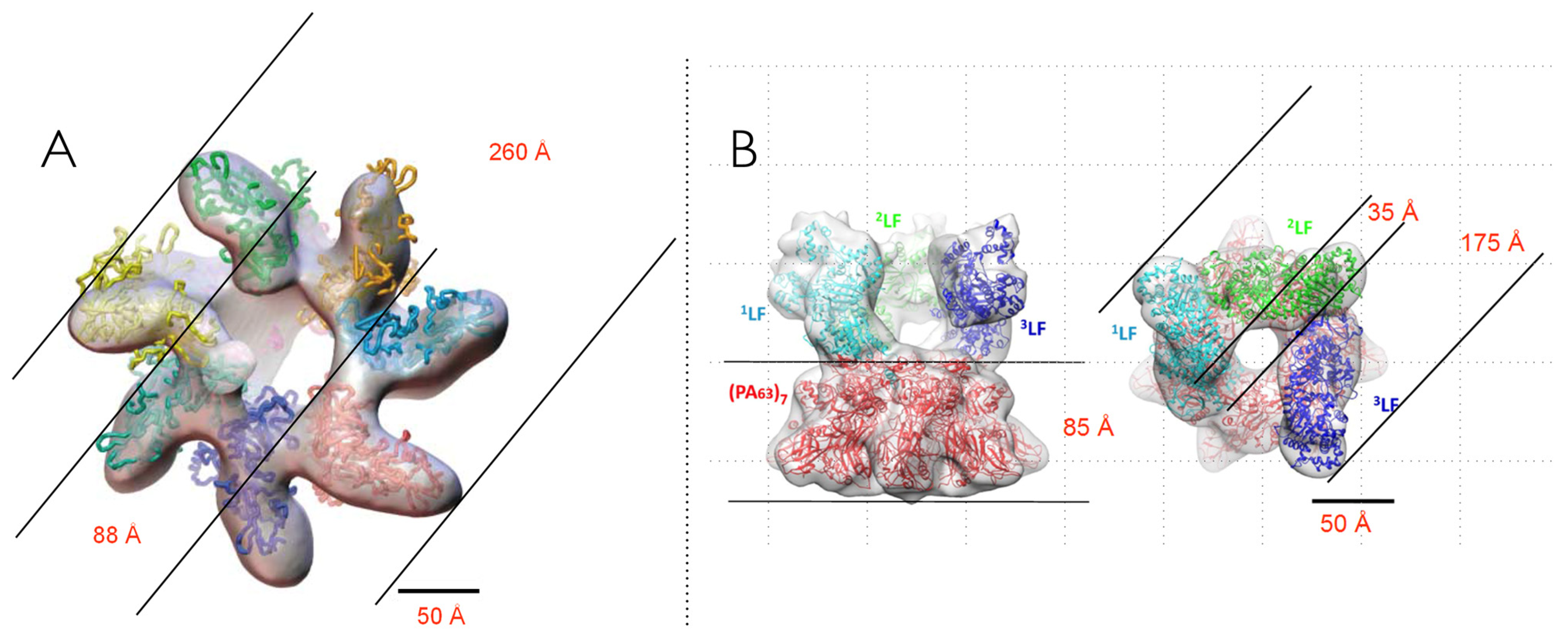 Toxins 13 00888 g005