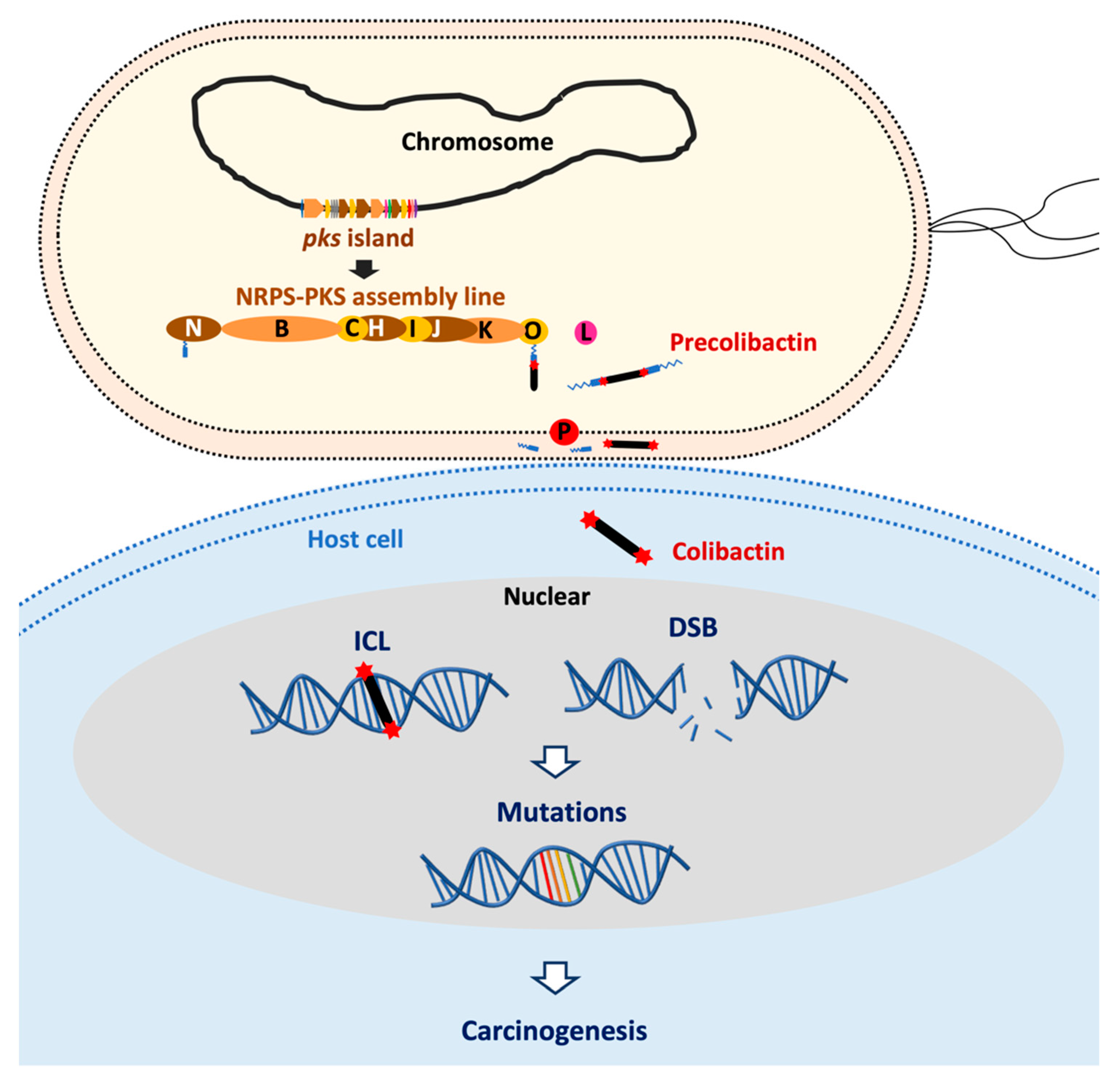 Toxins 13 00897 g001