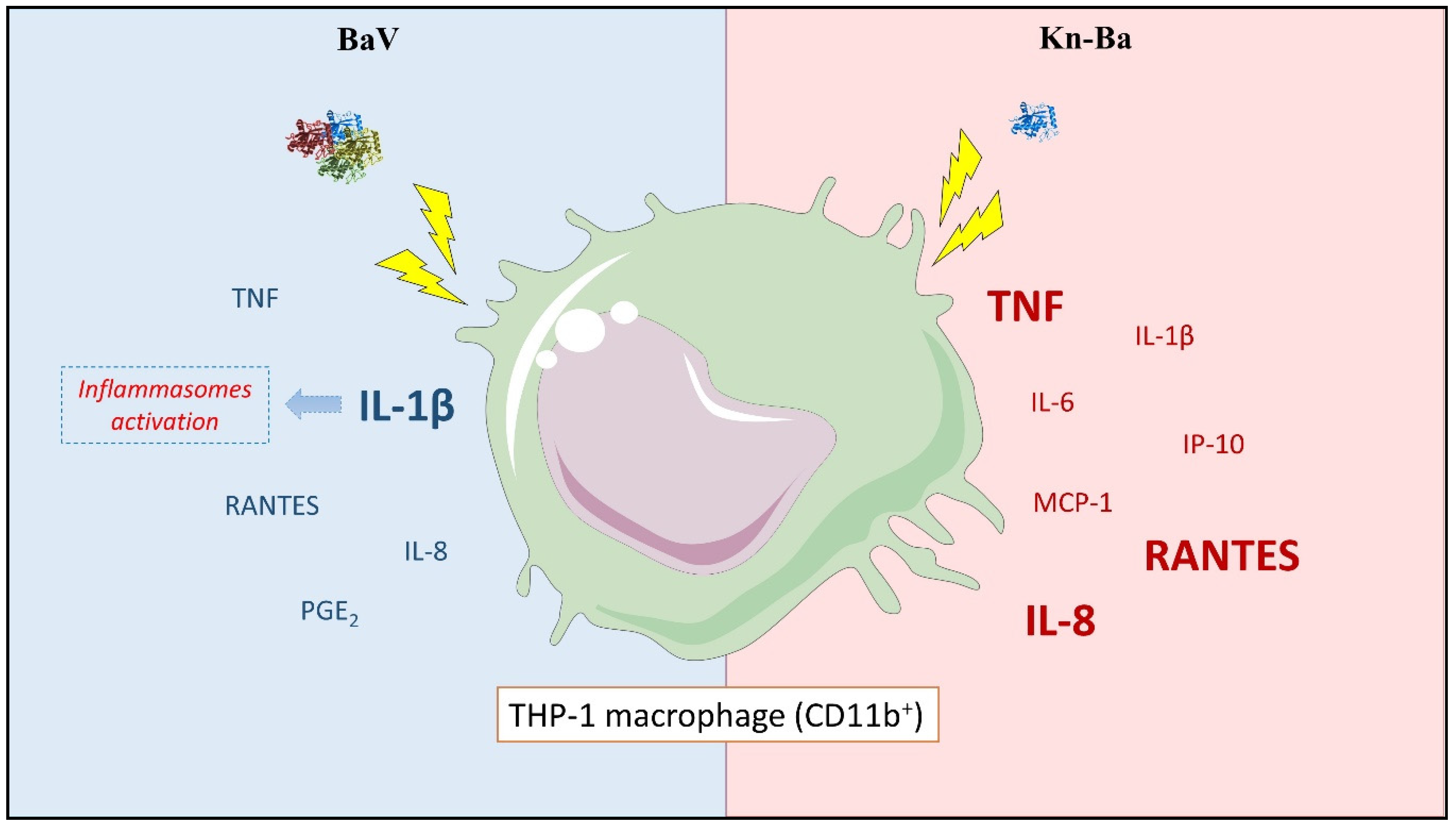Toxins 13 00906 g008