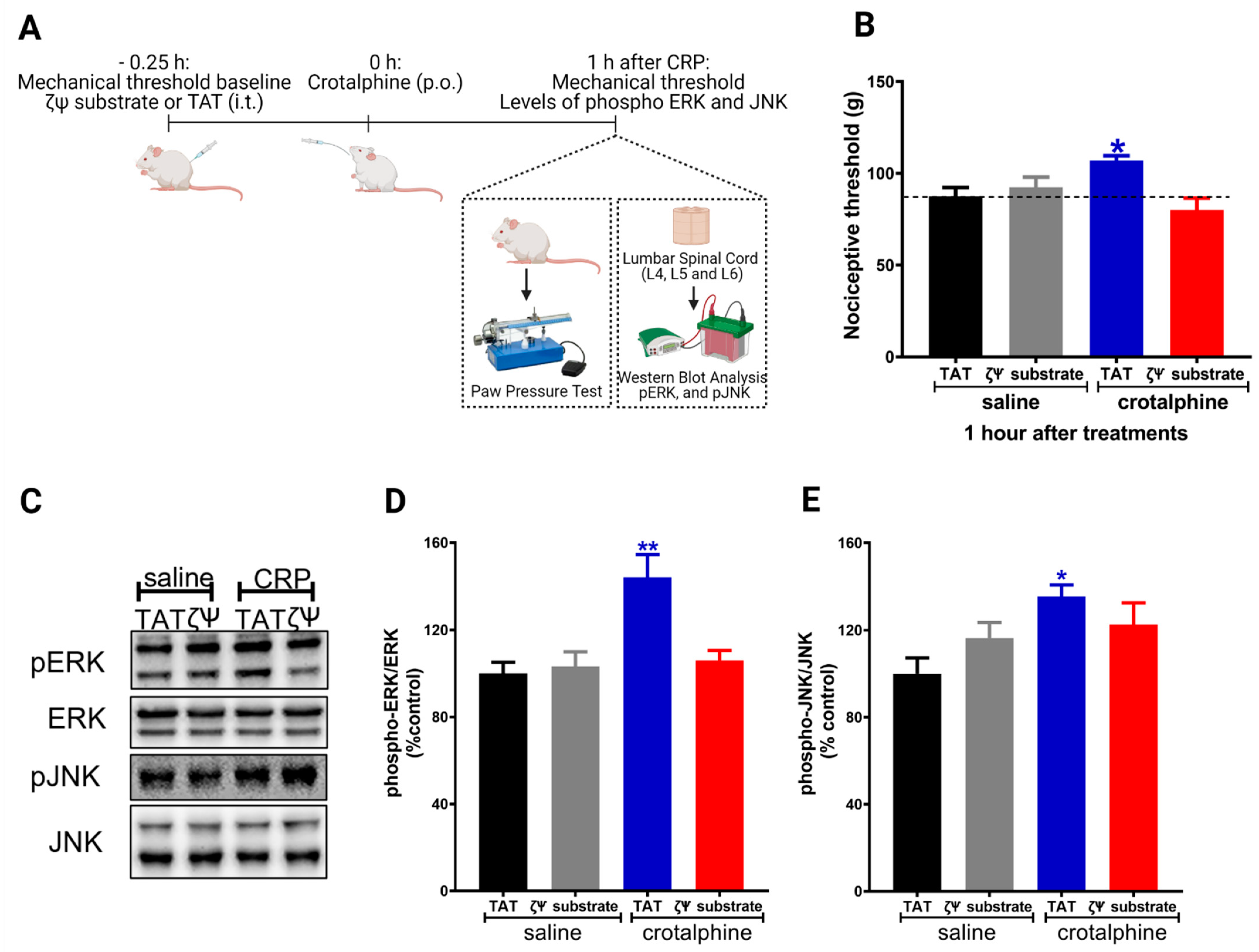 PKCζ-Mitogen-Activated Protein Kinase Signaling Mediates Crotalphine ...