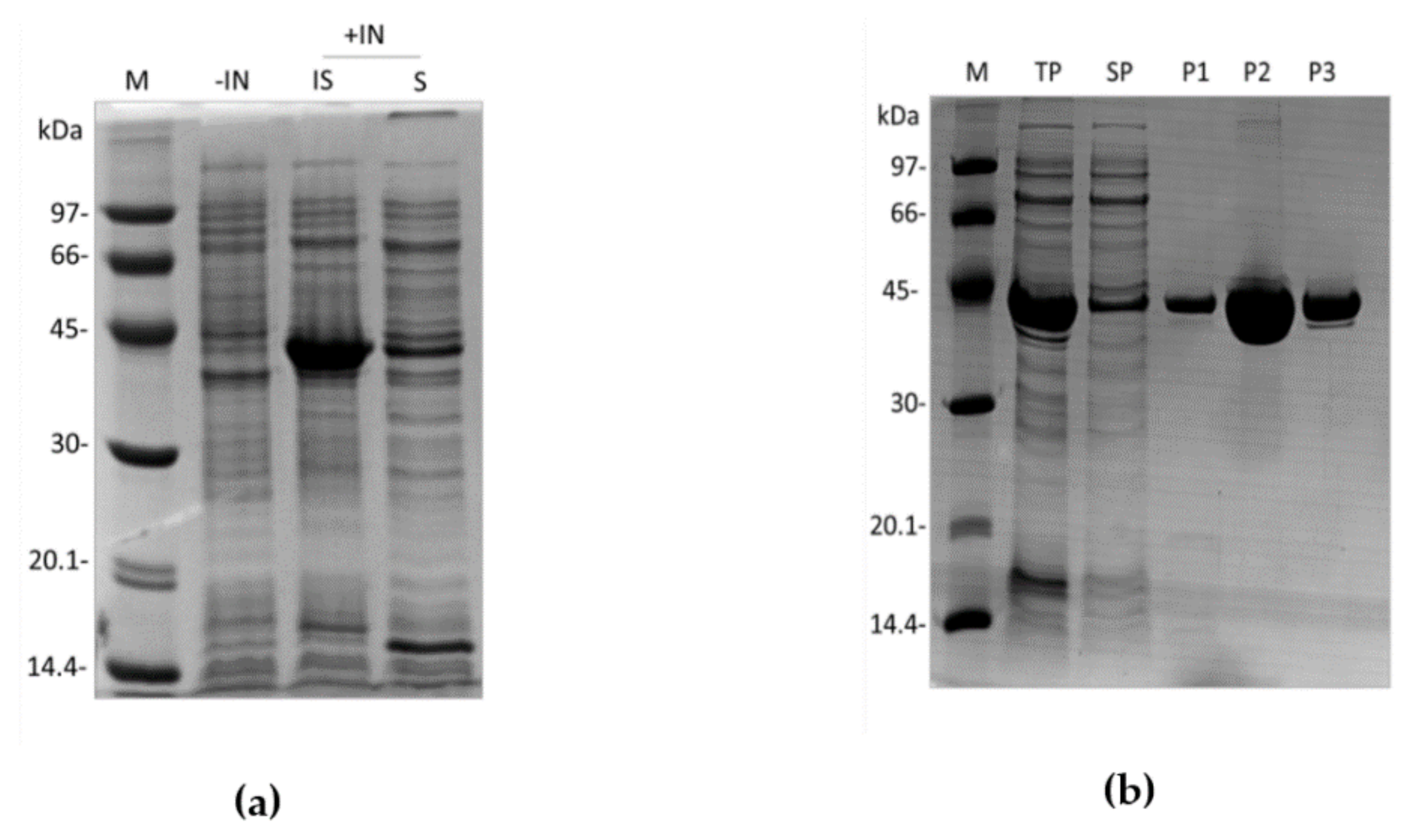 Toxins 13 00913 g004 Toxins 13 00913 g004