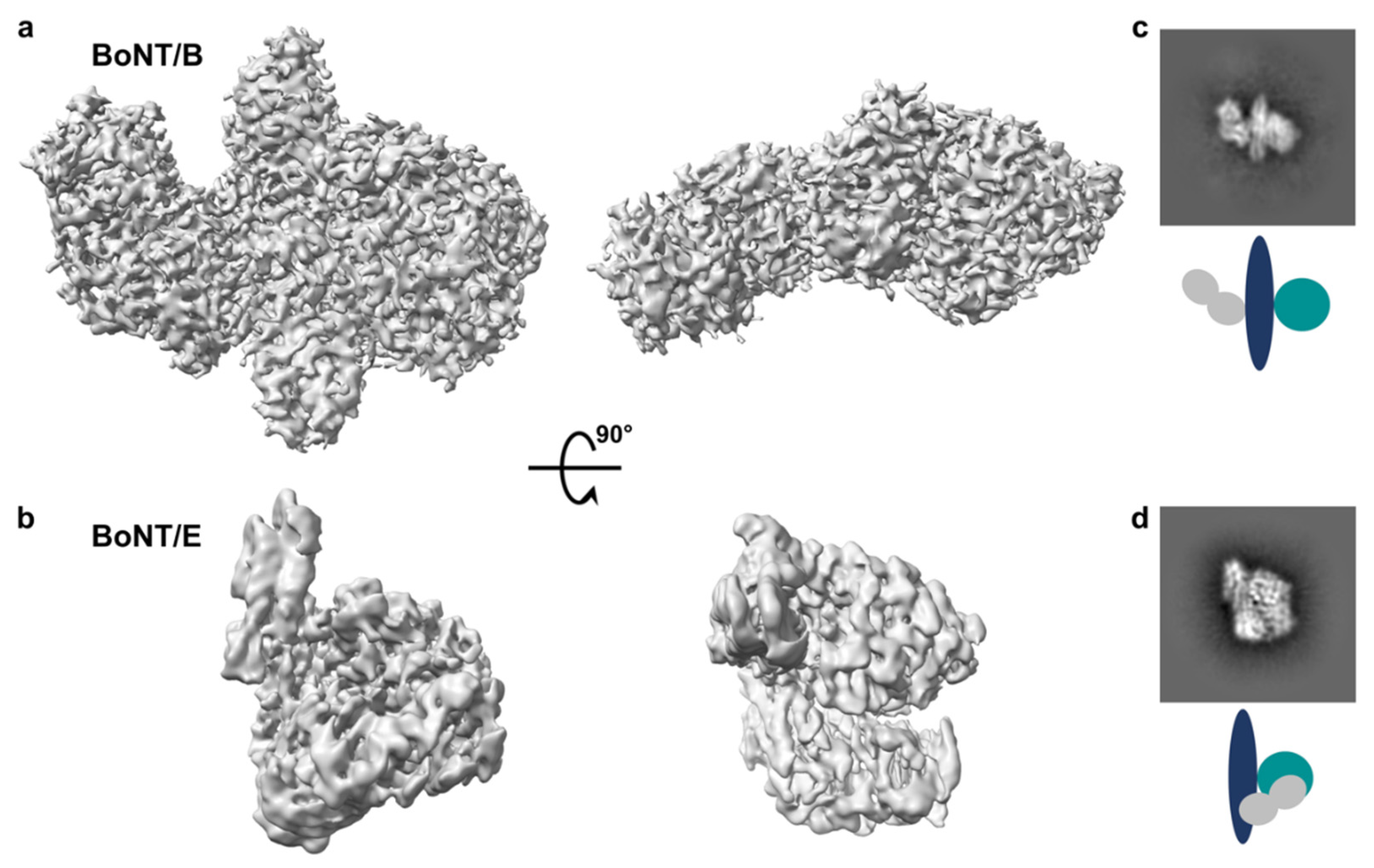 Toxins 14 00014 g002 550