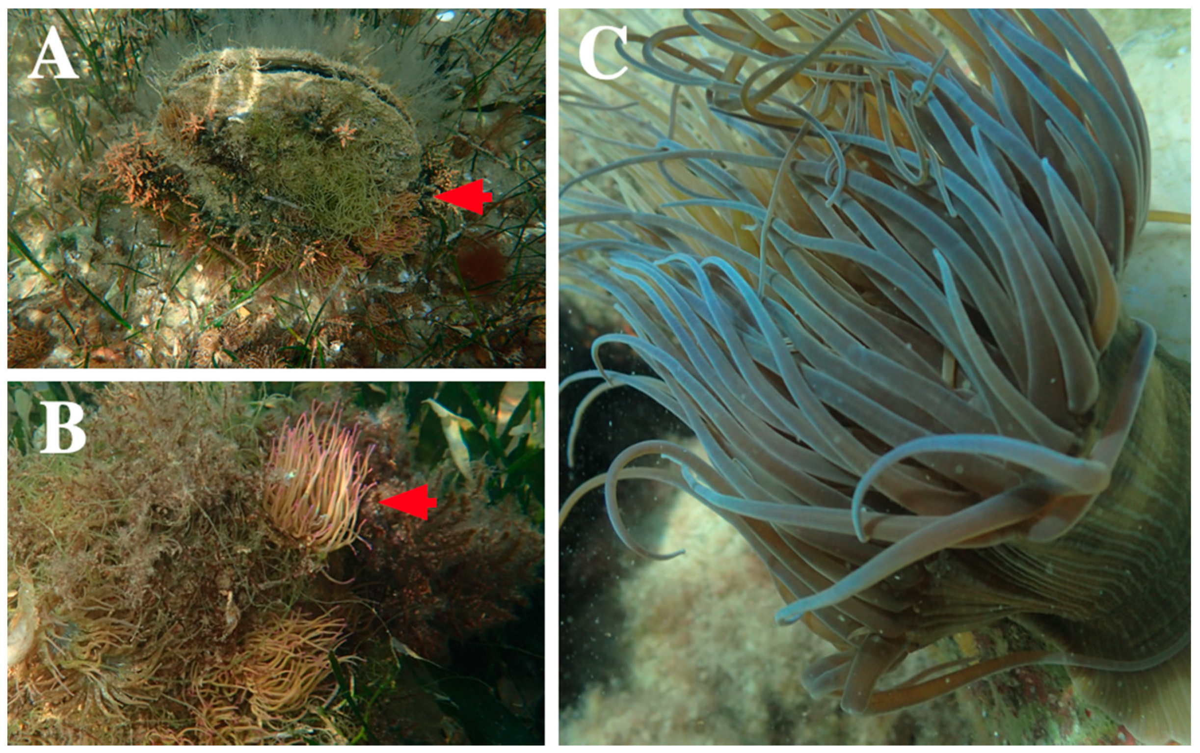 Toxins 14 00027 g002 Toxins 14 00027 g002