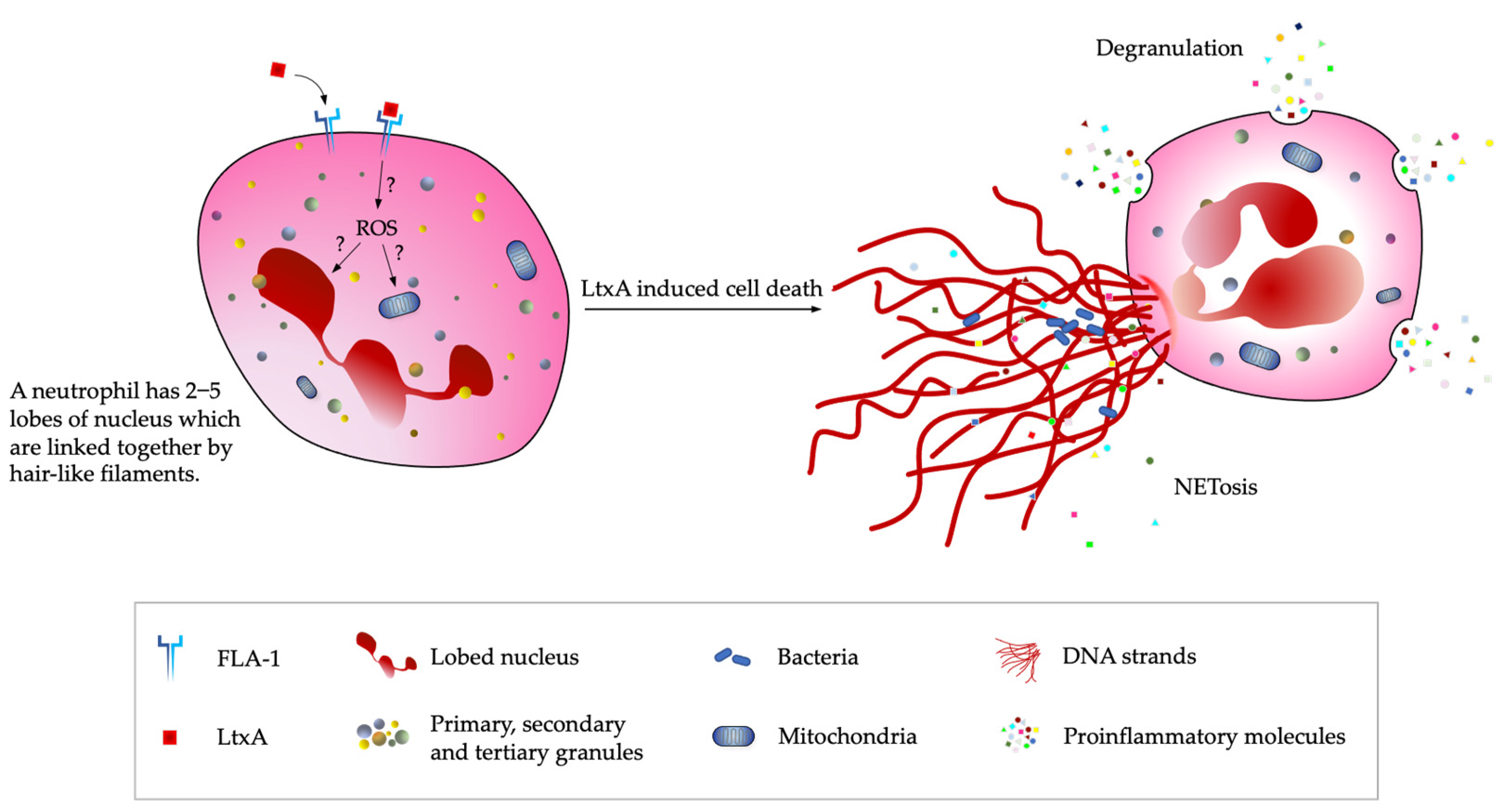 Toxins 14 00050 g003 Toxins 14 00050 g003