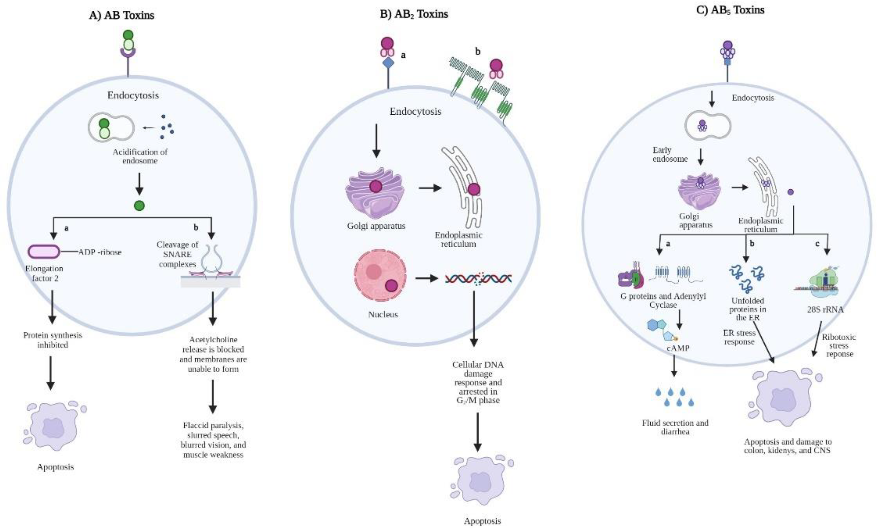Toxins 14 00062 g001 Toxins 14 00062 g001
