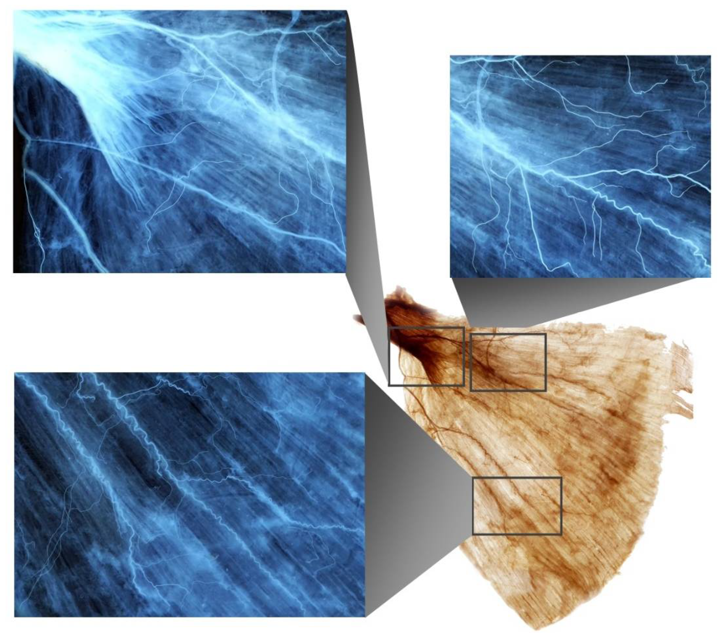 Toxins 14 00107 g001 550