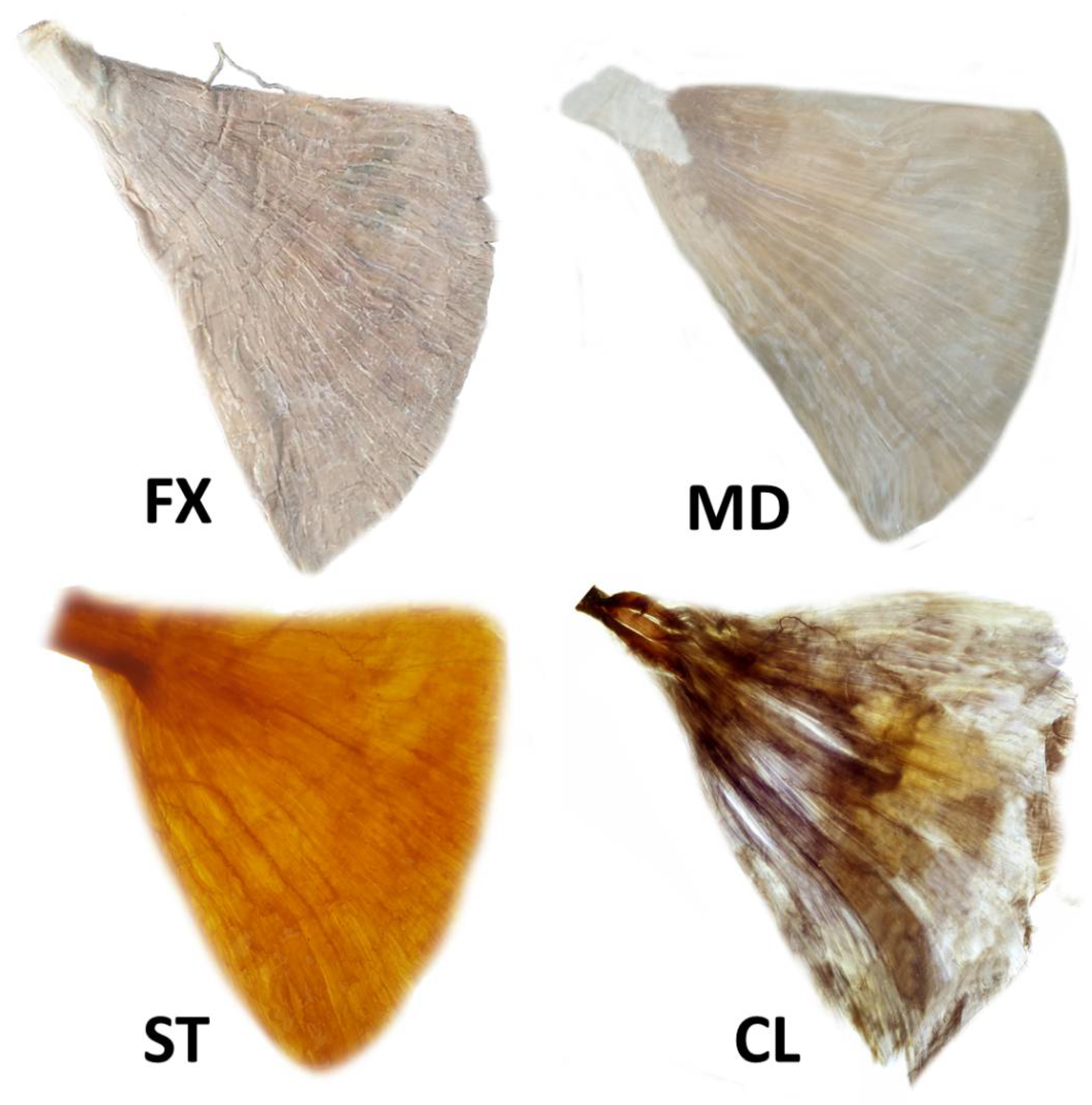 Toxins 14 00107 g004 550