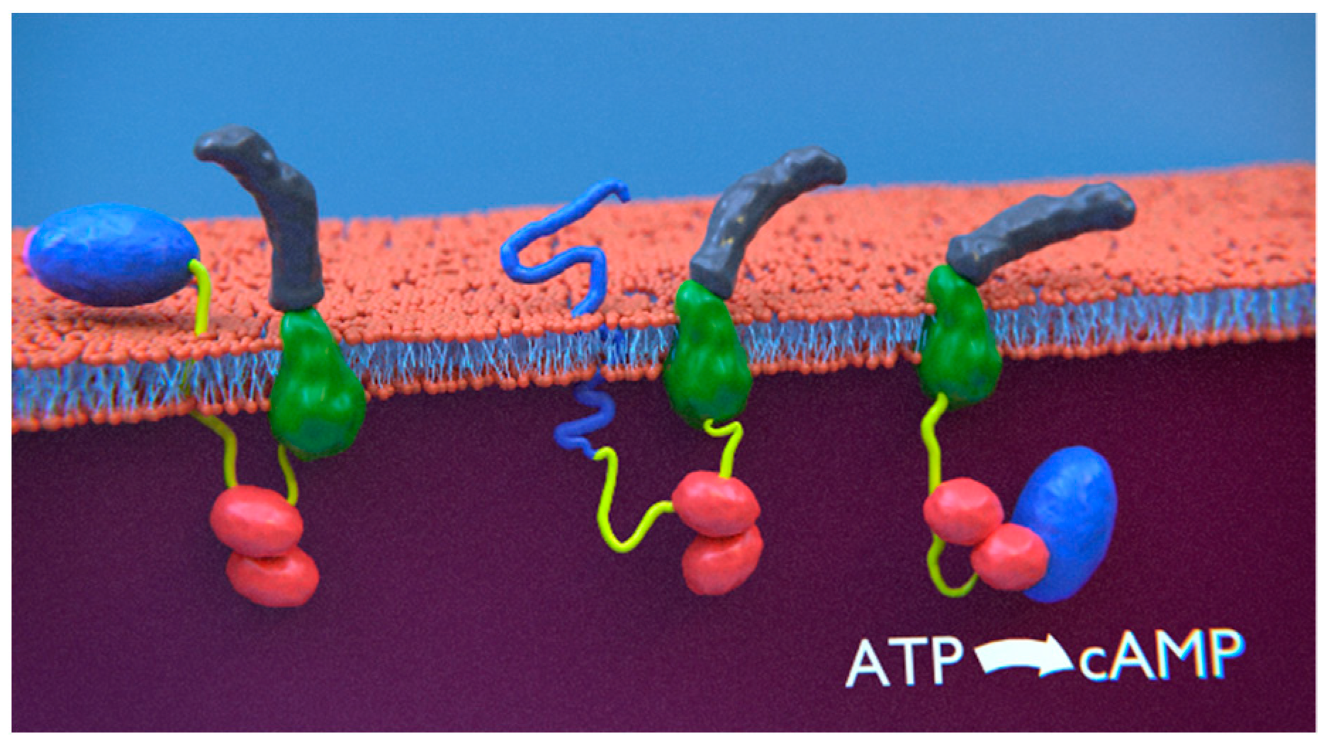 Toxins 14 00110 g003 550