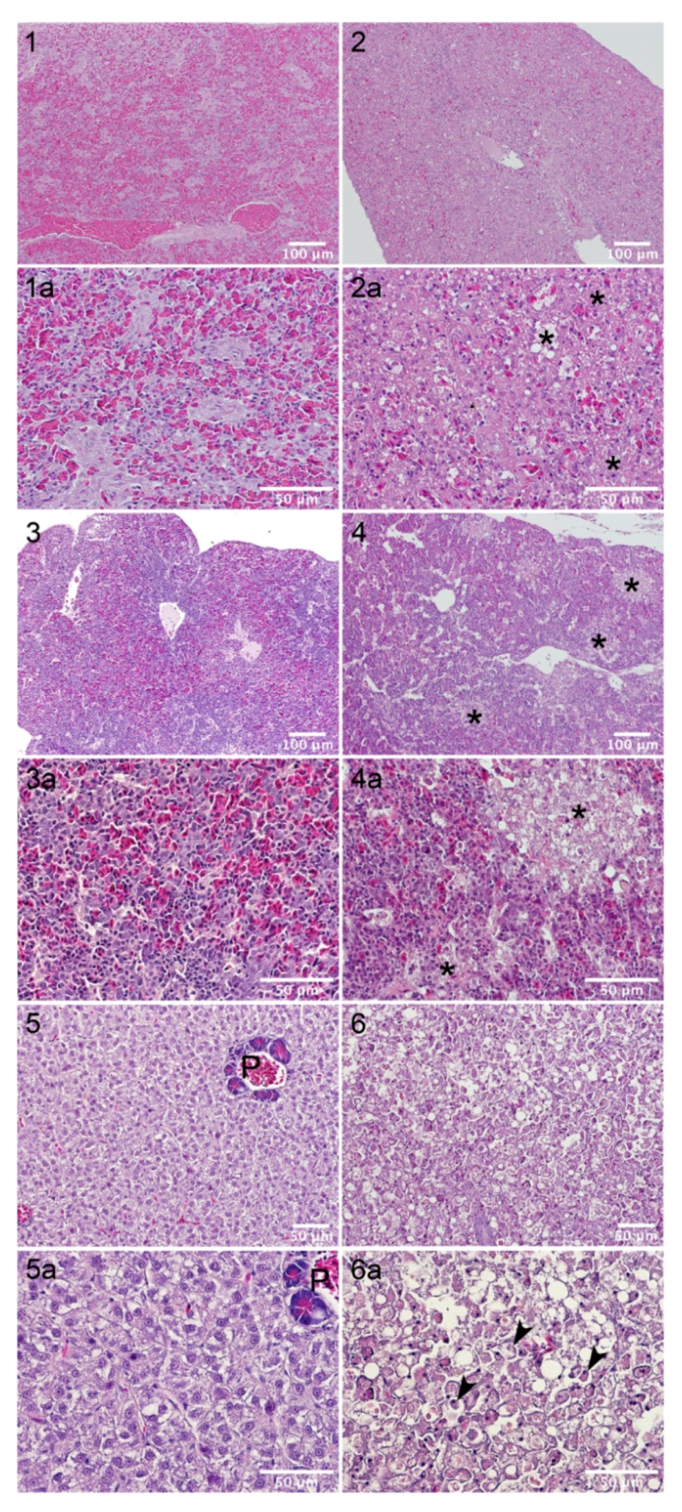 Toxins 14 00119 g005 Toxins 14 00119 g005