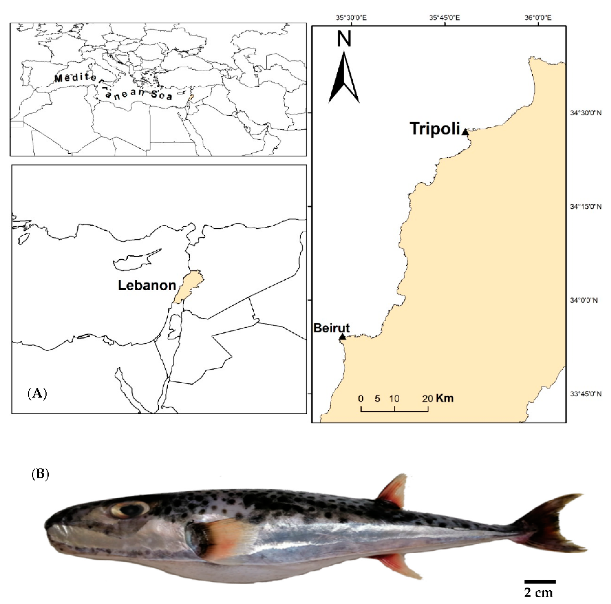 Concentrations of Tetrodotoxin (TTX) and Its Analogue 4,9-Anhydro TTX in Different Tissues of the Silver-Cheeked Pufferfish (Lagocephalus sceleratus, Gmelin, 1789) Caught in the South-Eastern Mediterranean Sea, Lebanon Concentrations of Tetrodotoxin (TTX) and Its Analogue 4,9-Anhydro TTX in Different Tissues of the Silver-Cheeked Pufferfish (Lagocephalus sceleratus, Gmelin, 1789) Caught in the South-Eastern Mediterranean Sea, Lebanon